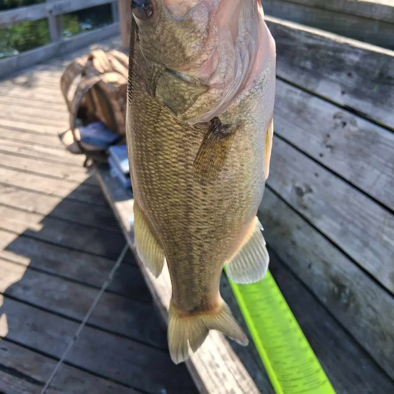 Largemouth bass caught on Fishbrain