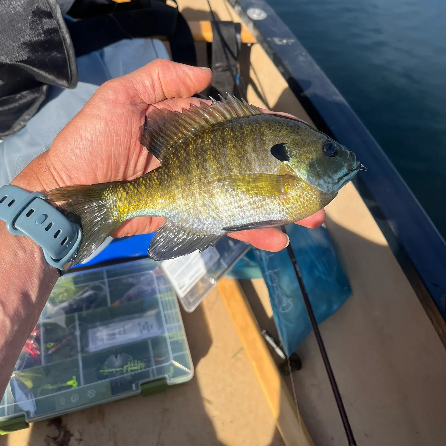 Bluegill caught on Fishbrain
