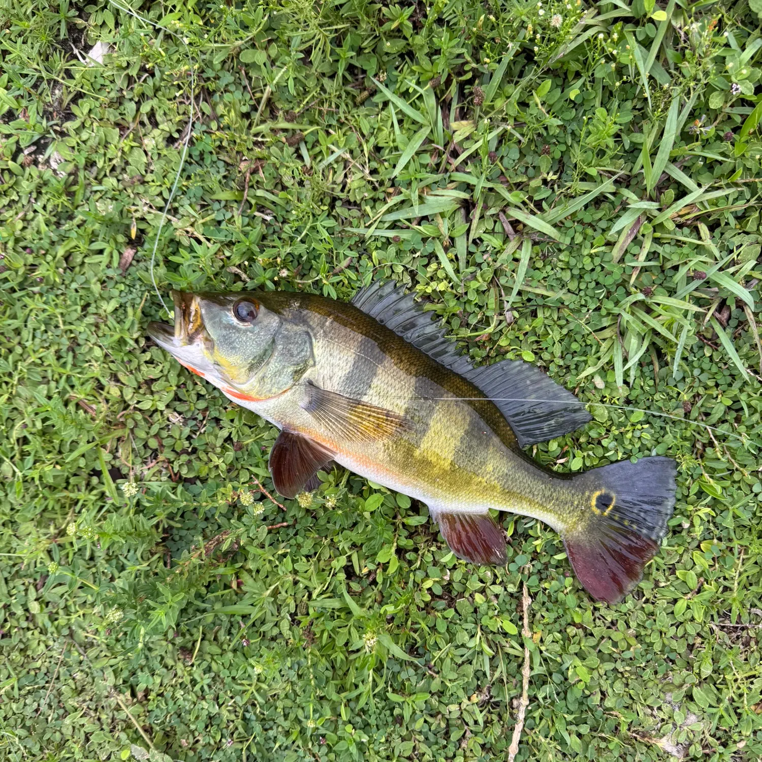 Butterfly peacock bass caught on Fishbrain