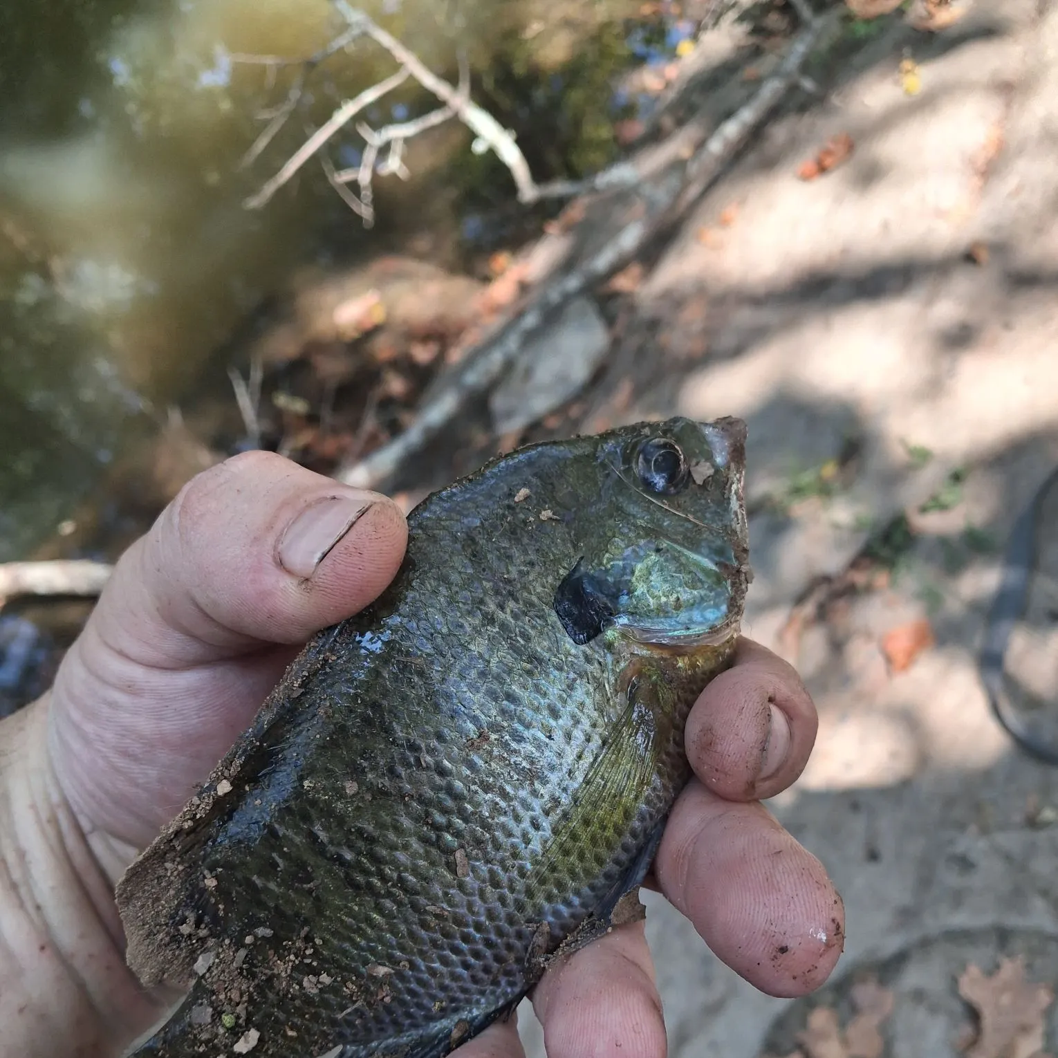 Redbreast sunfish caught on Fishbrain