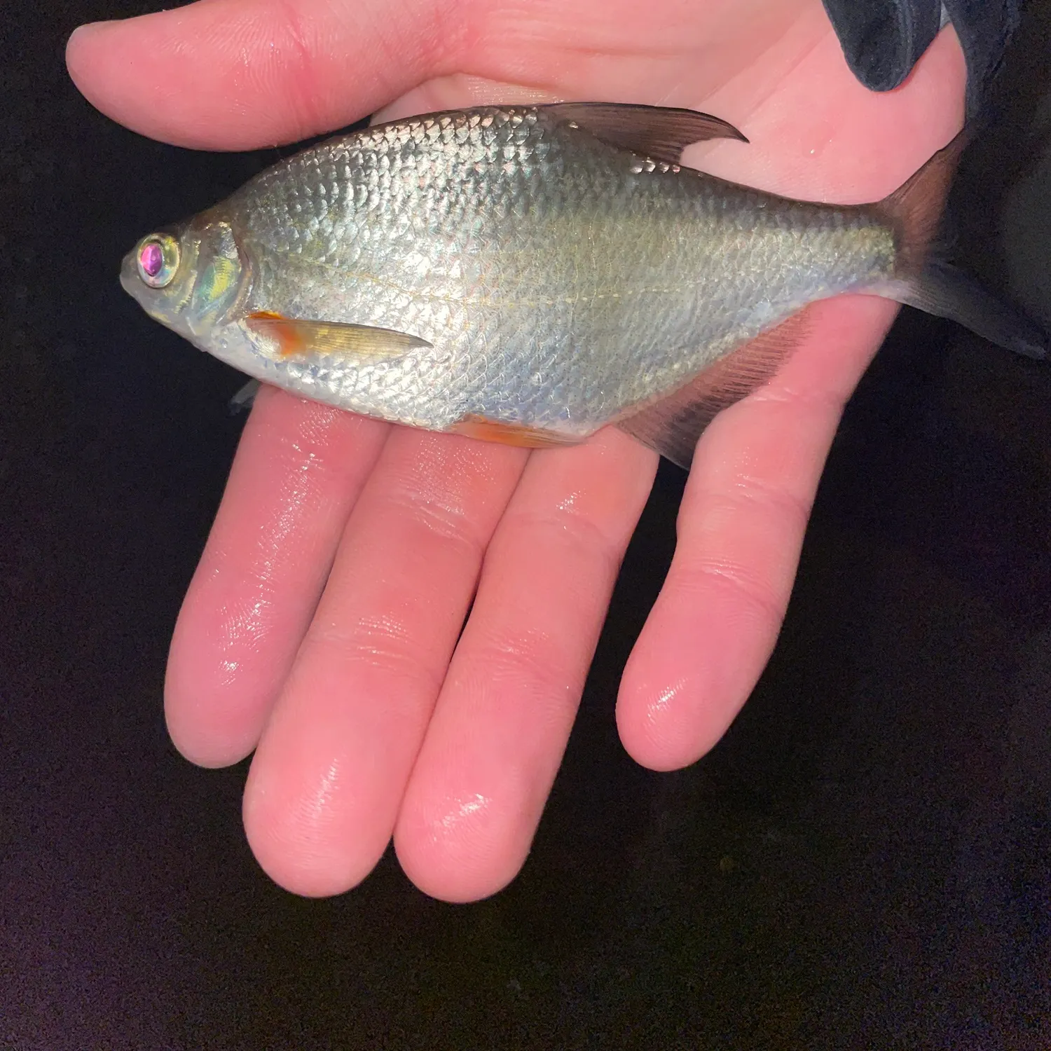 White bream caught on Fishbrain