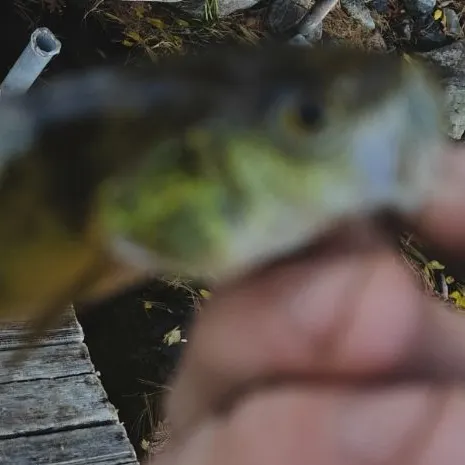 Yellow perch caught on Fishbrain