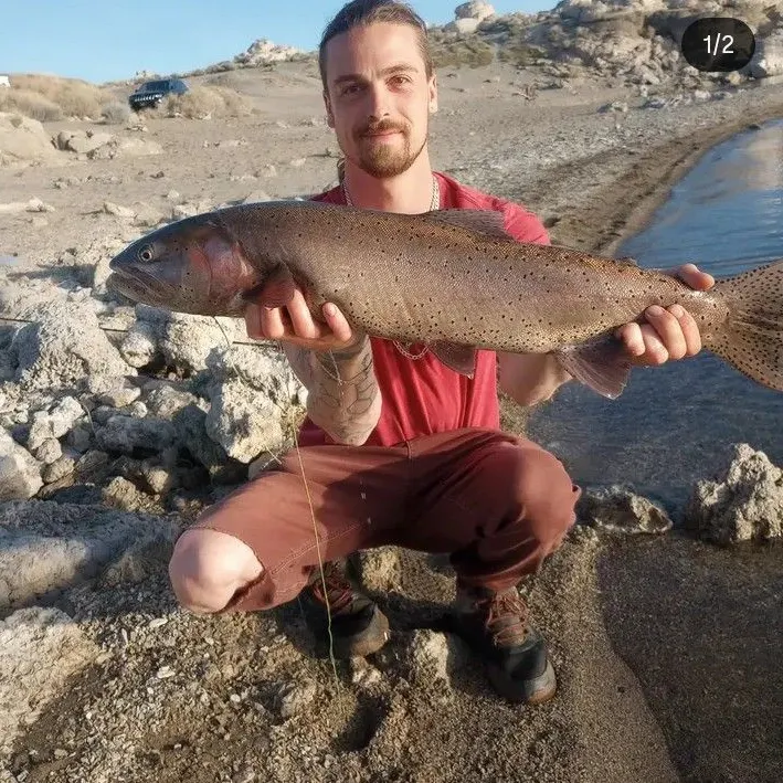 Fish caught on Fishbrain