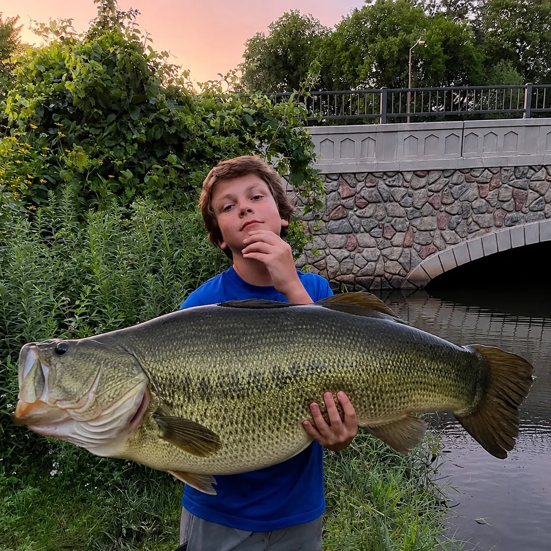 The most recent Muskellunge catches on Fishbrain