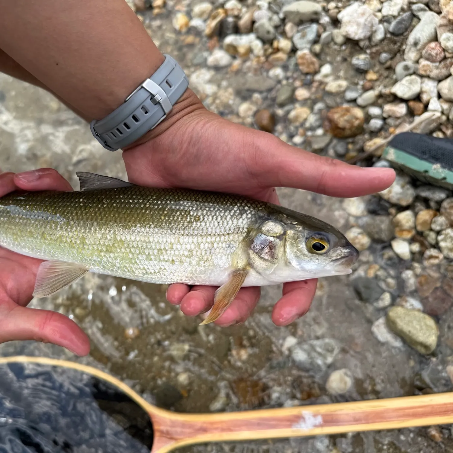The most recent Mountain whitefish catches on Fishbrain