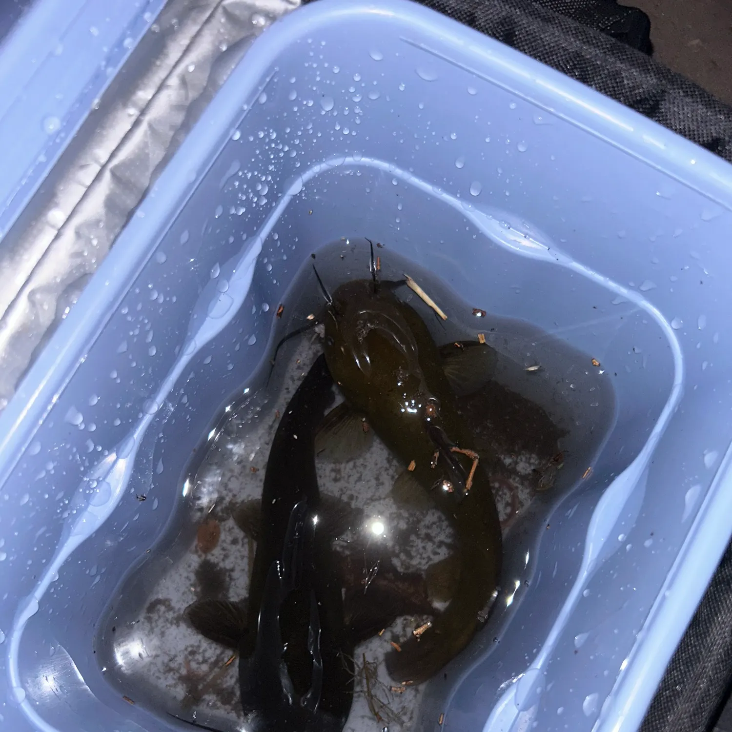 Black bullhead caught on Fishbrain