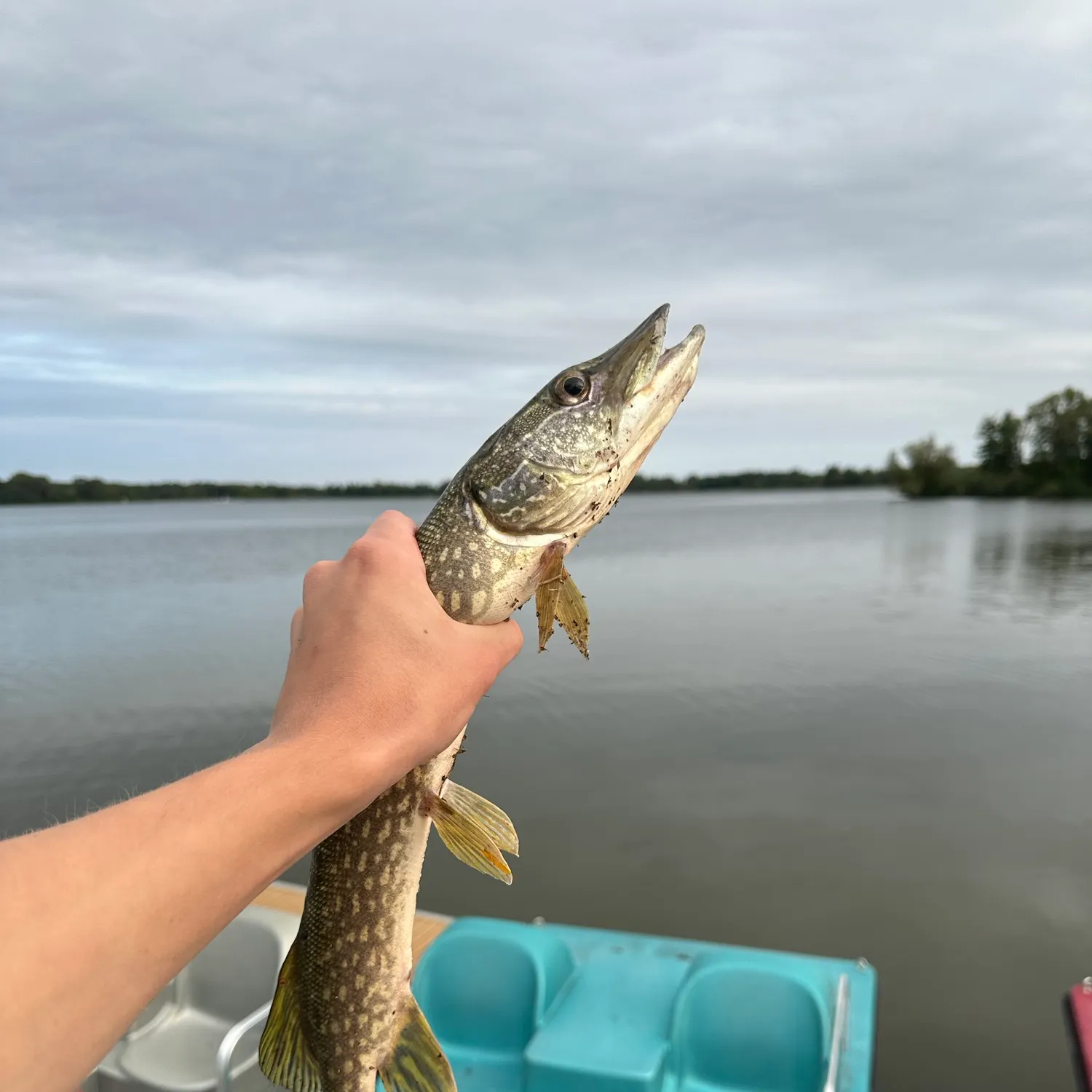 Northern pike caught on Fishbrain