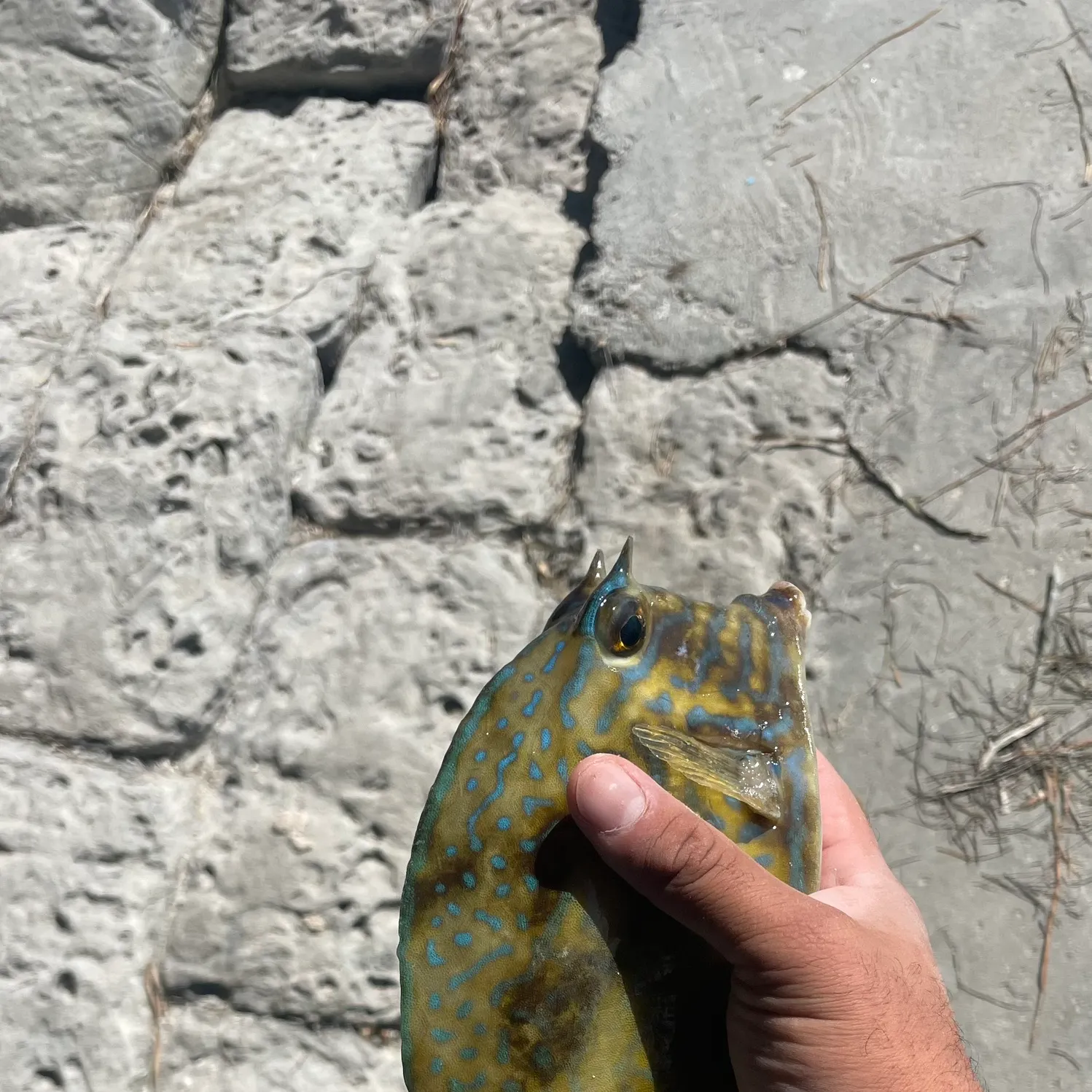 The most recent Scrawled cowfish catches on Fishbrain