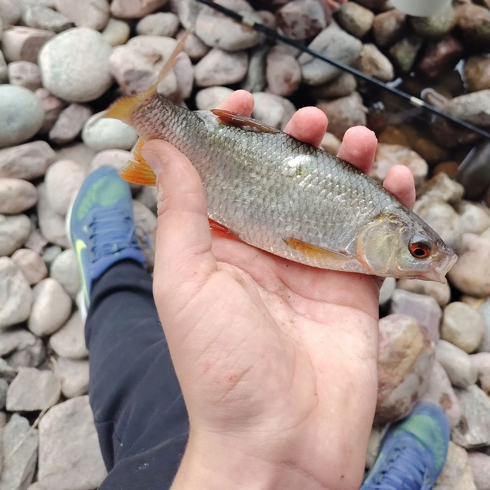 Common roach caught on Fishbrain