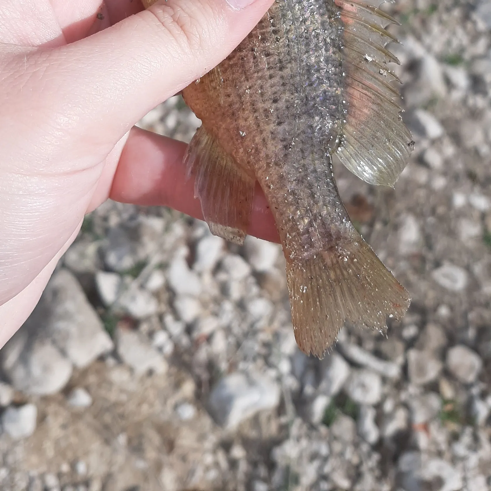 Warmouth caught on Fishbrain