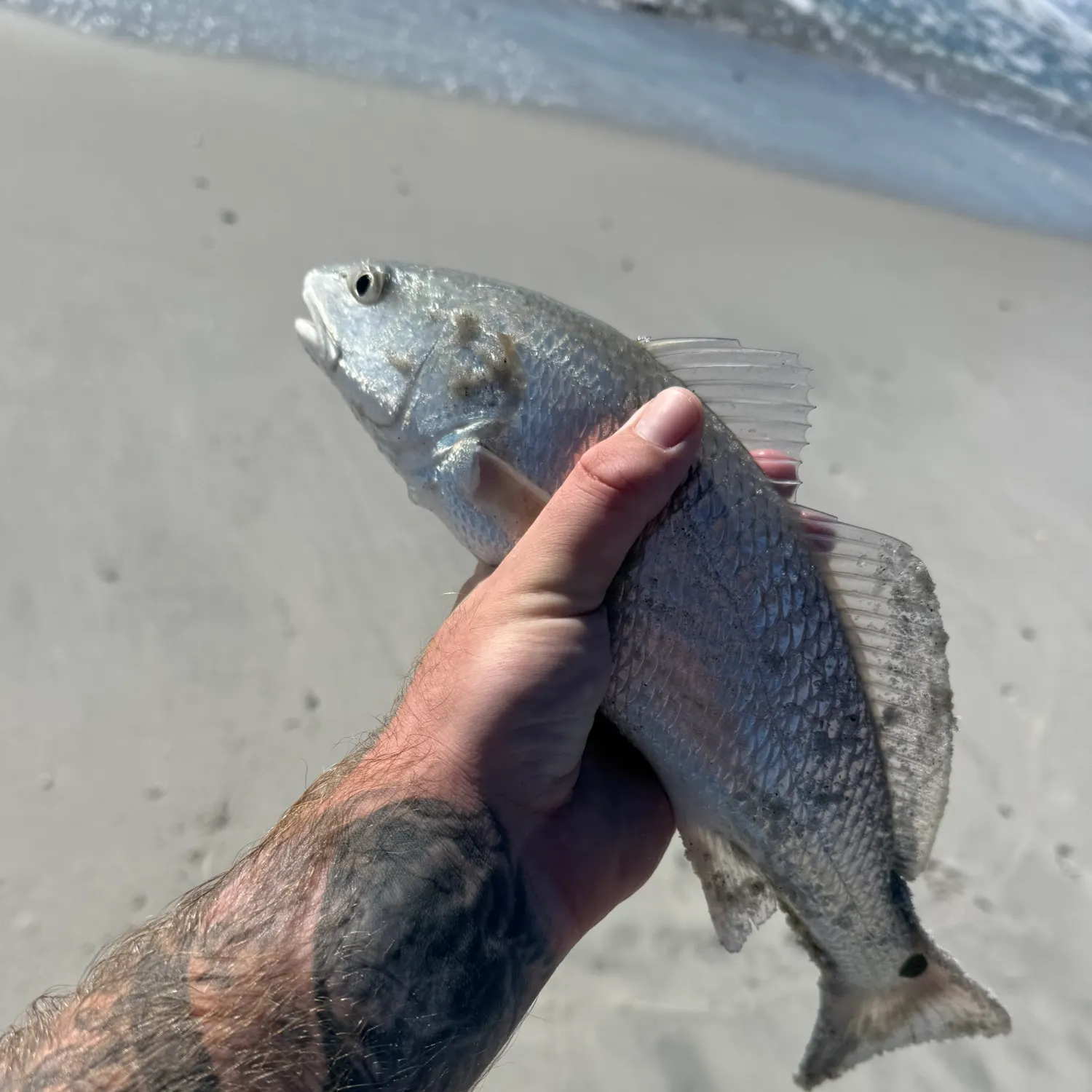 Red drum caught on Fishbrain