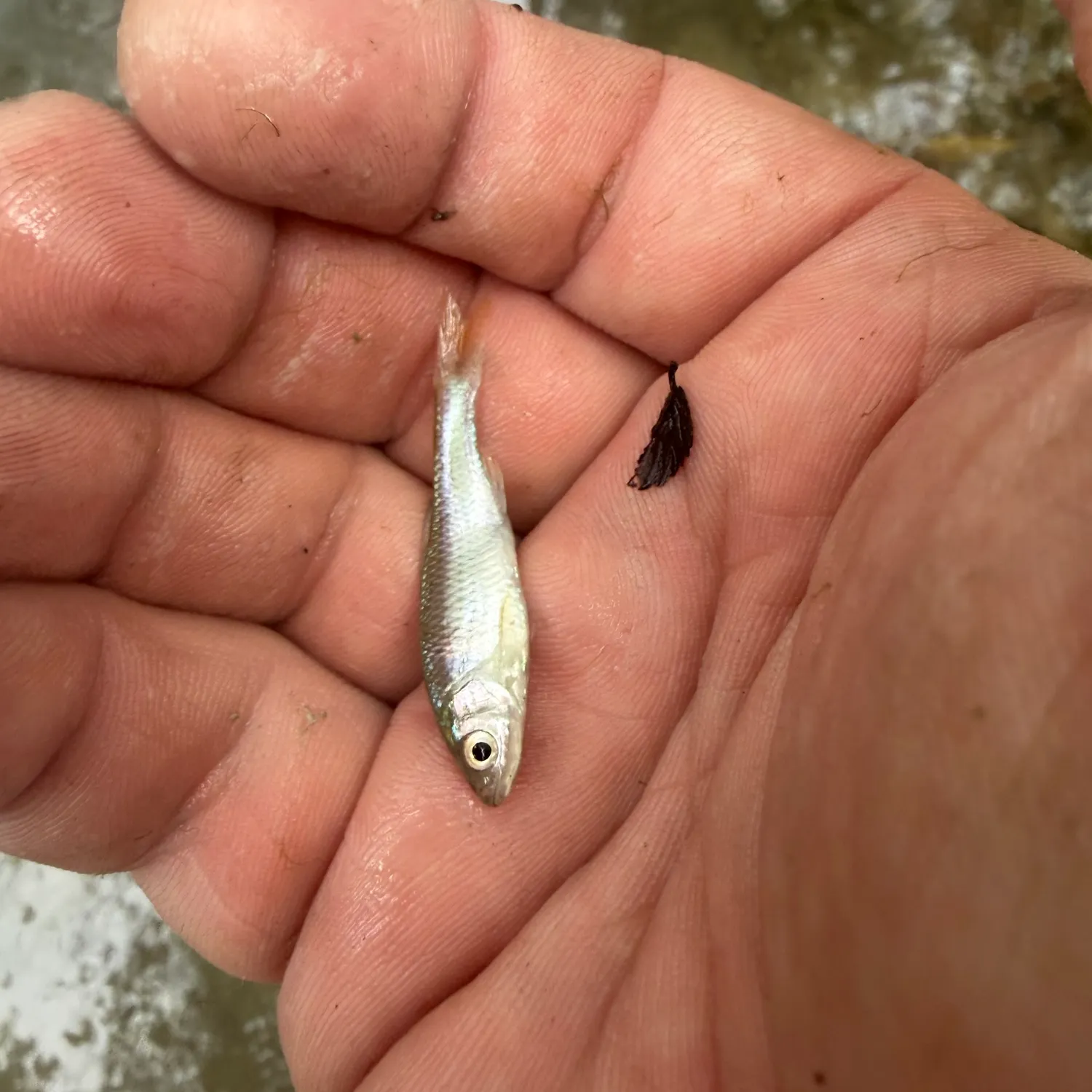The most recent Red shiner catches on Fishbrain