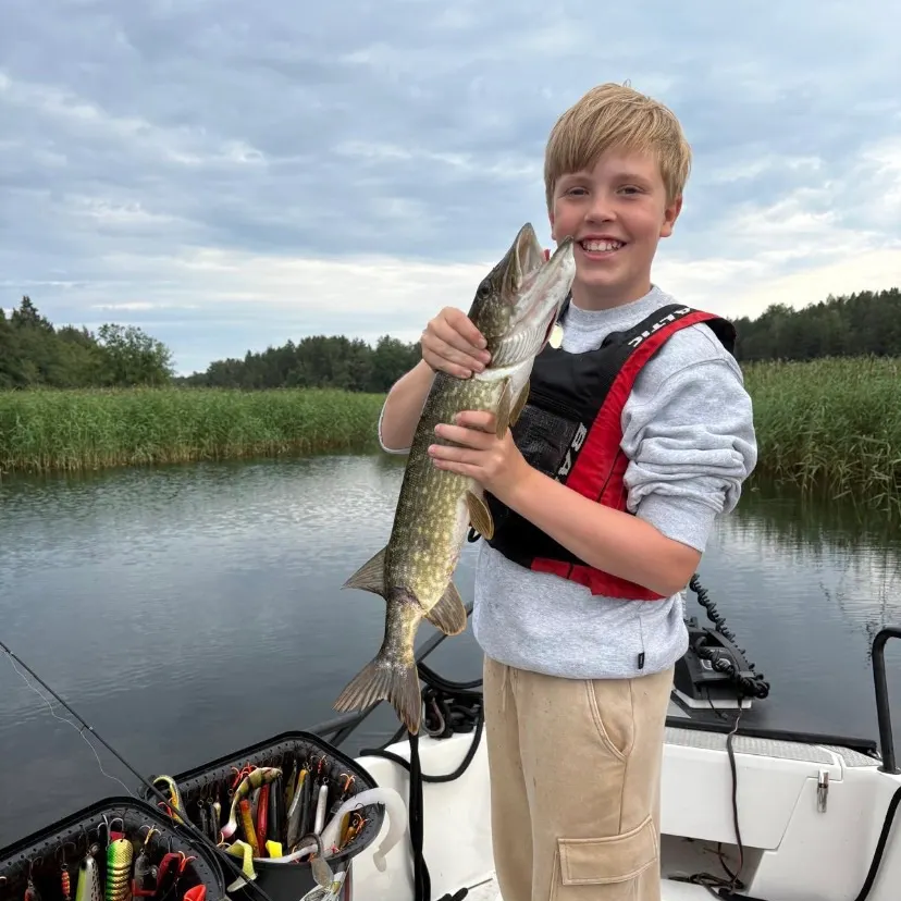 Northern pike caught on Fishbrain