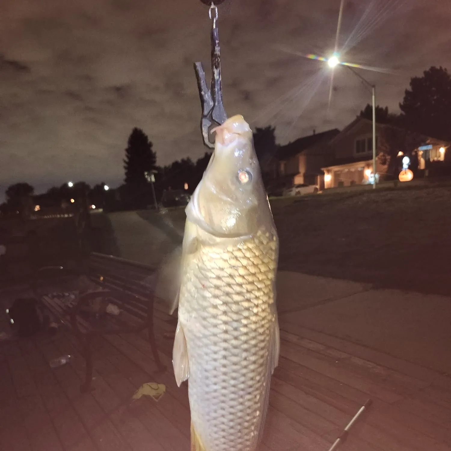 Ghost carp caught on Fishbrain