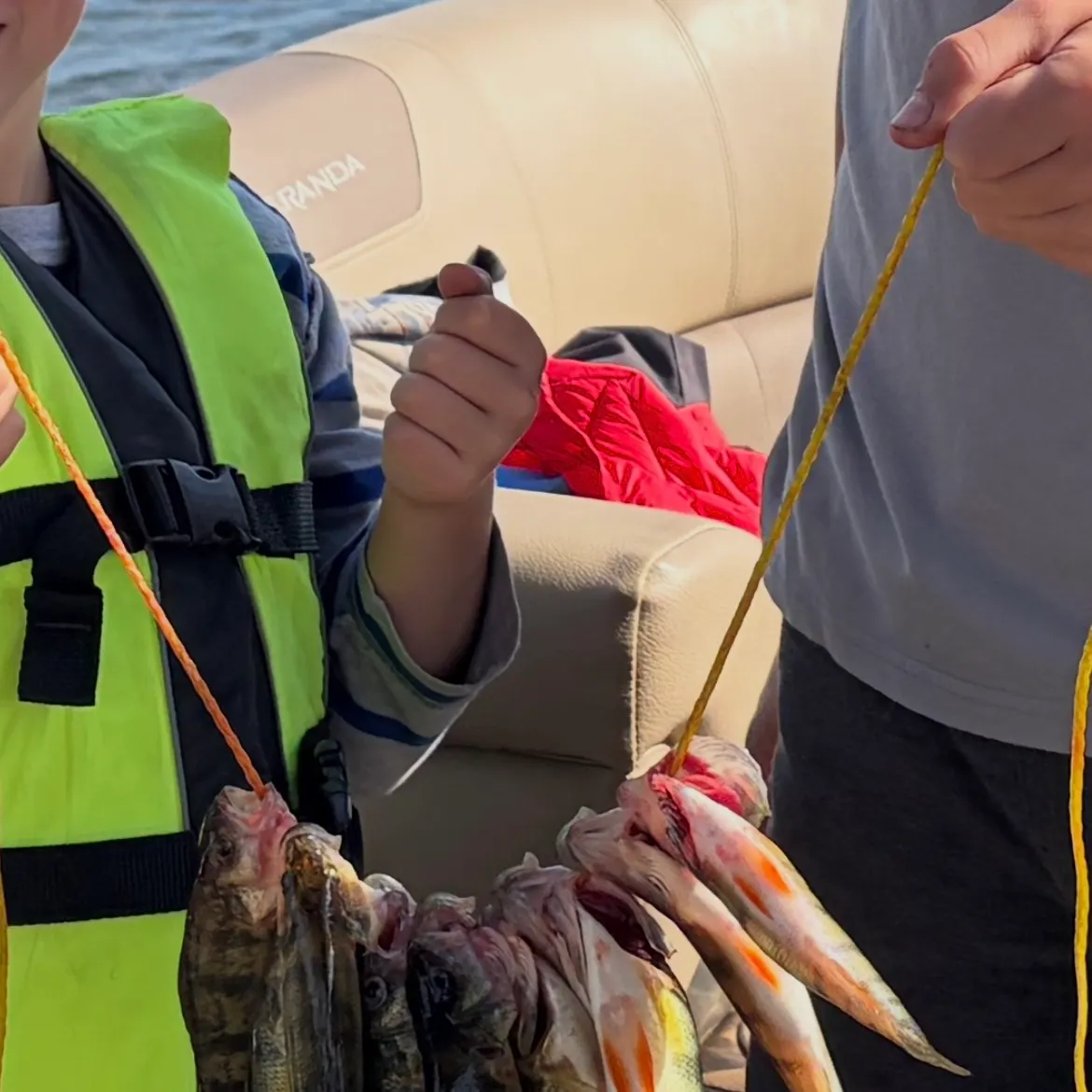 Yellow perch caught on Fishbrain