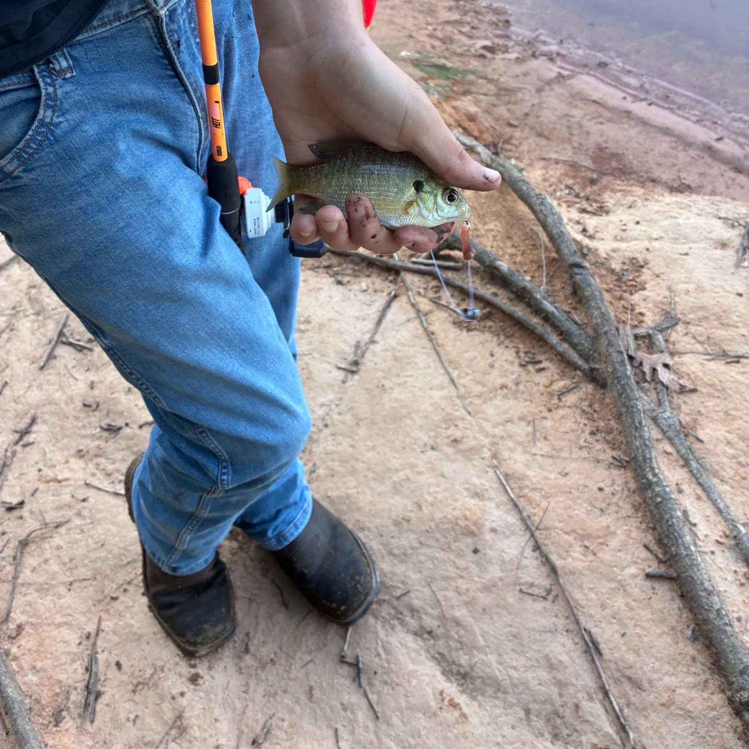 Bluegill caught on Fishbrain
