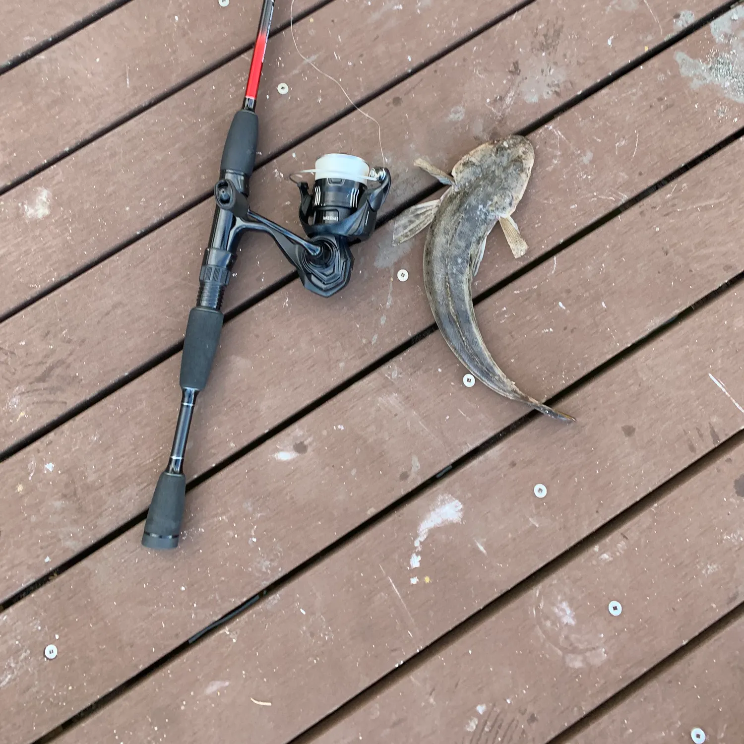 The most recent Bartail flathead catches on Fishbrain
