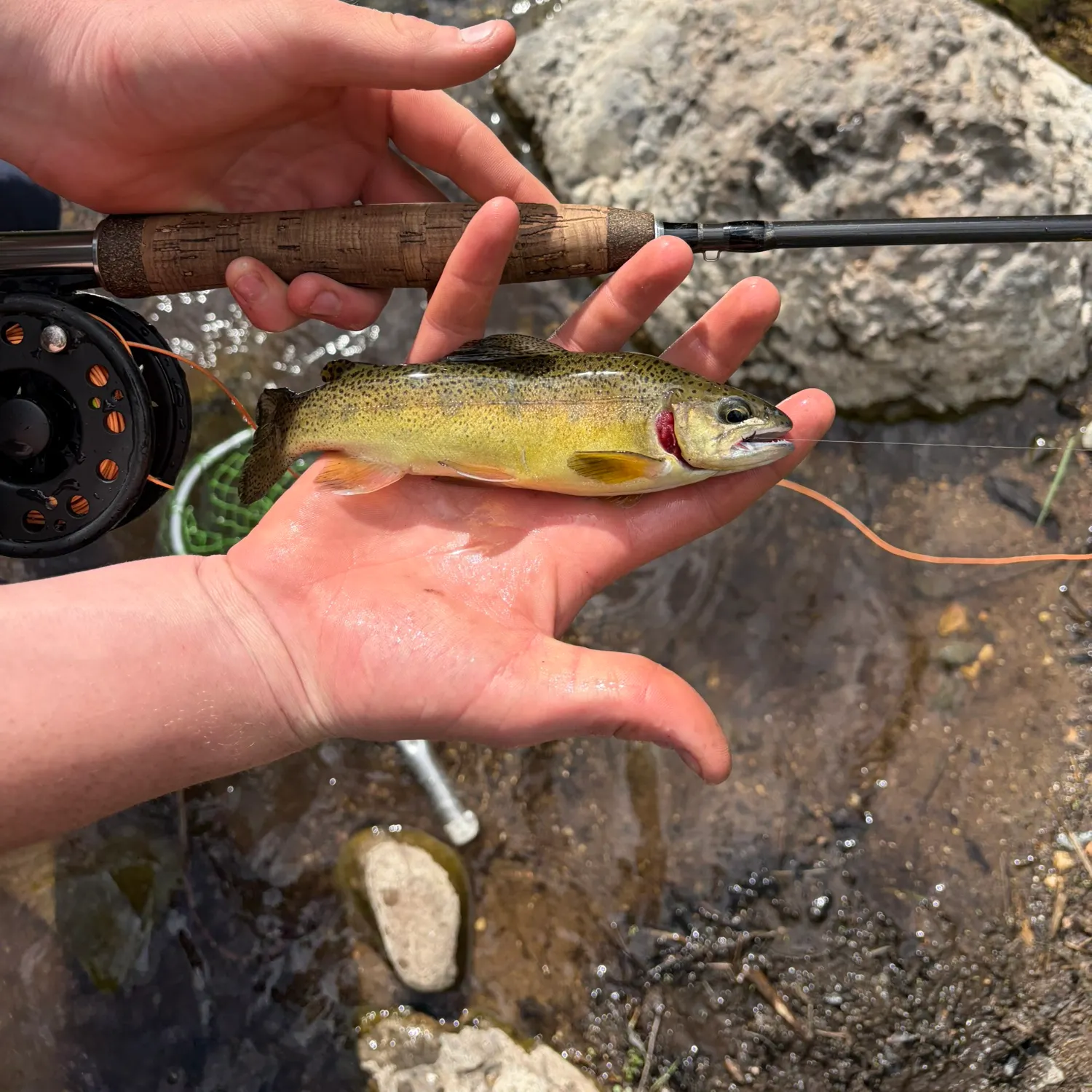 The most recent Gila trout catches on Fishbrain