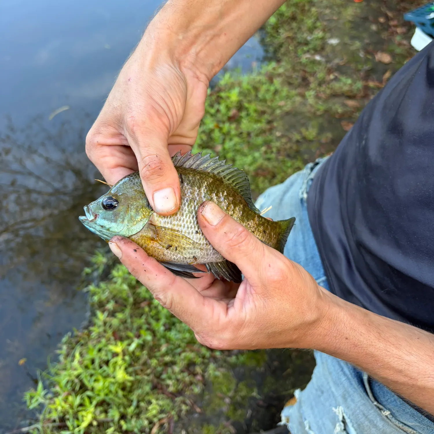 Bluegill caught on Fishbrain
