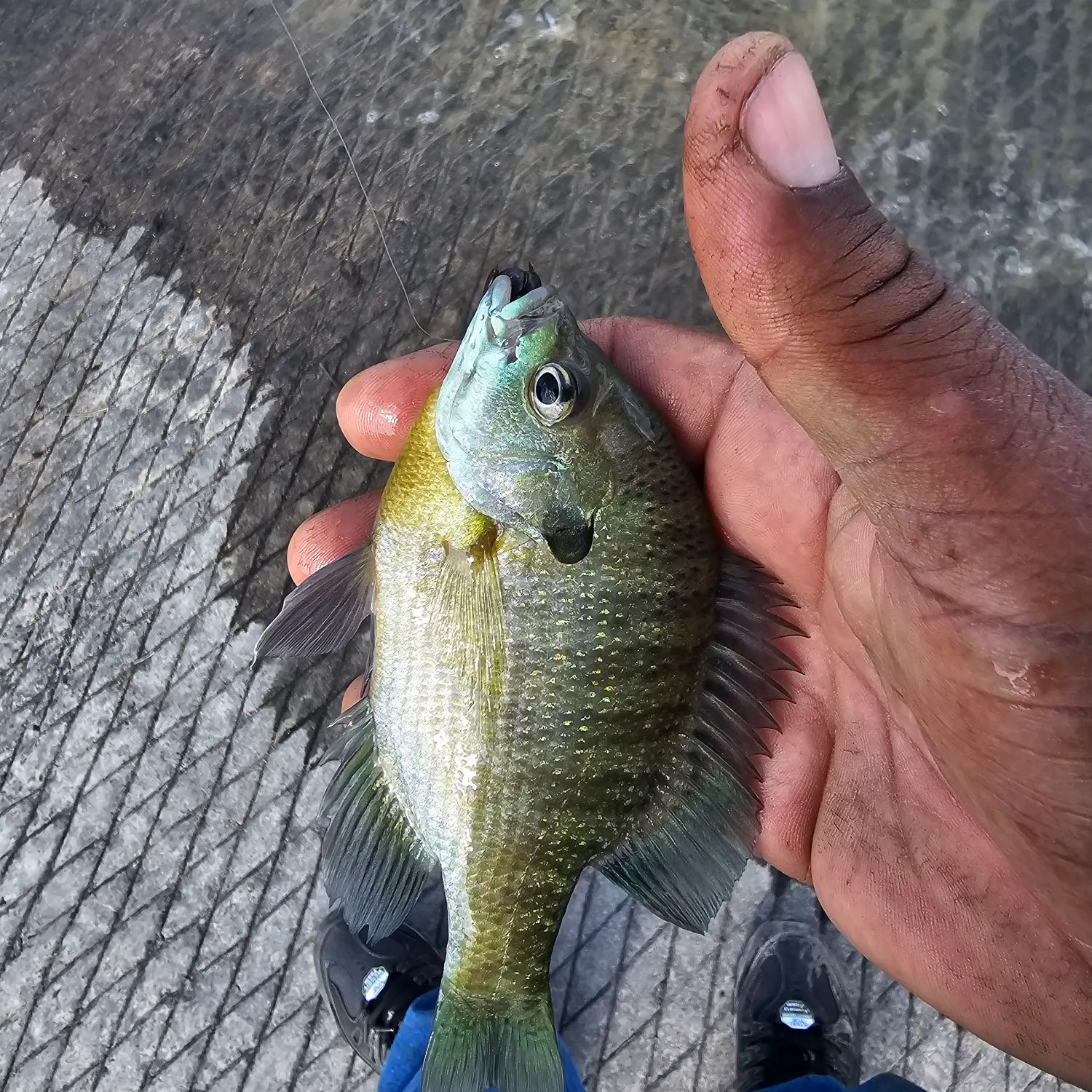 recently logged catches