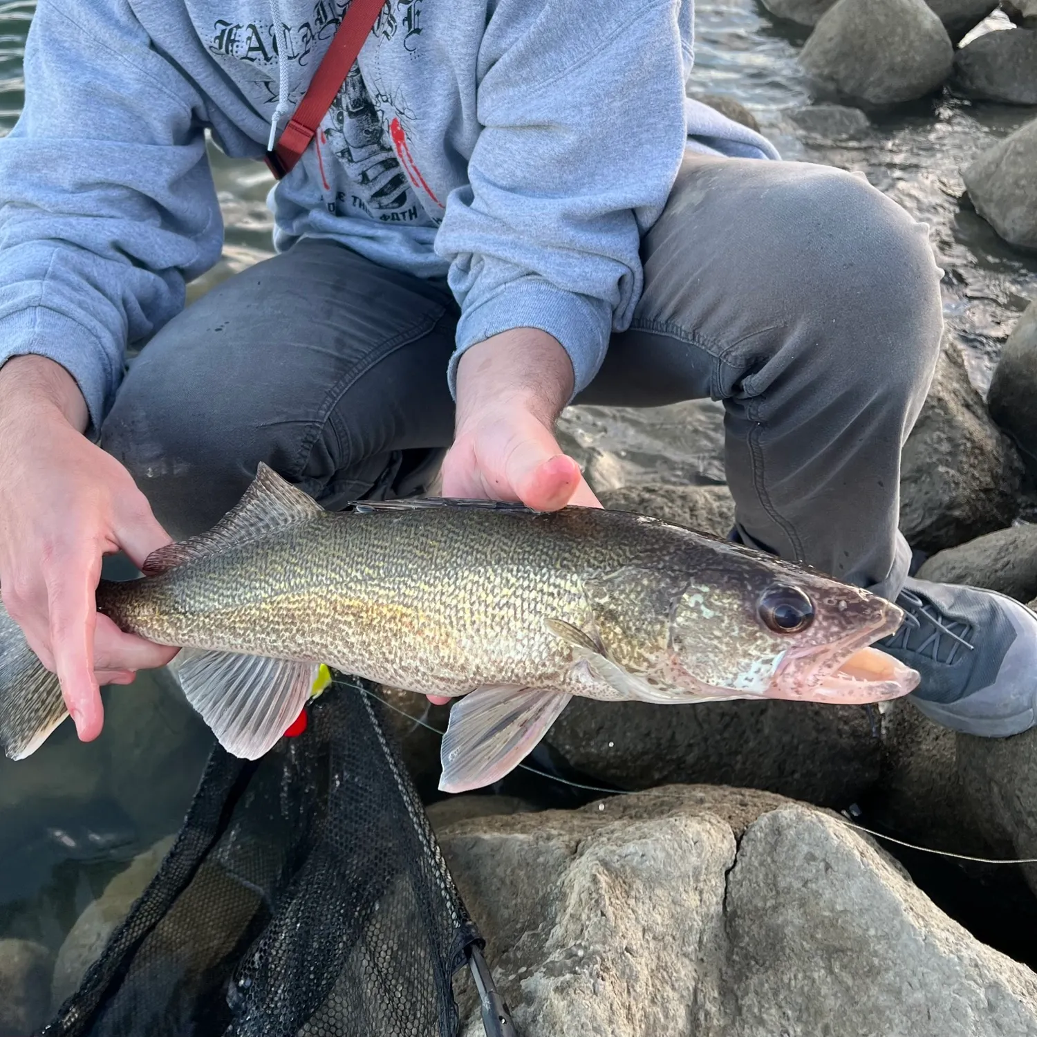 Walleye caught on Fishbrain