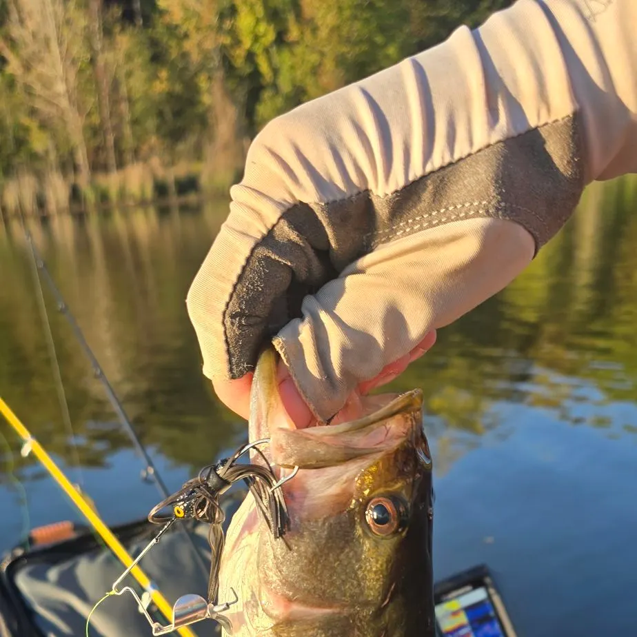 Largemouth bass caught on Fishbrain