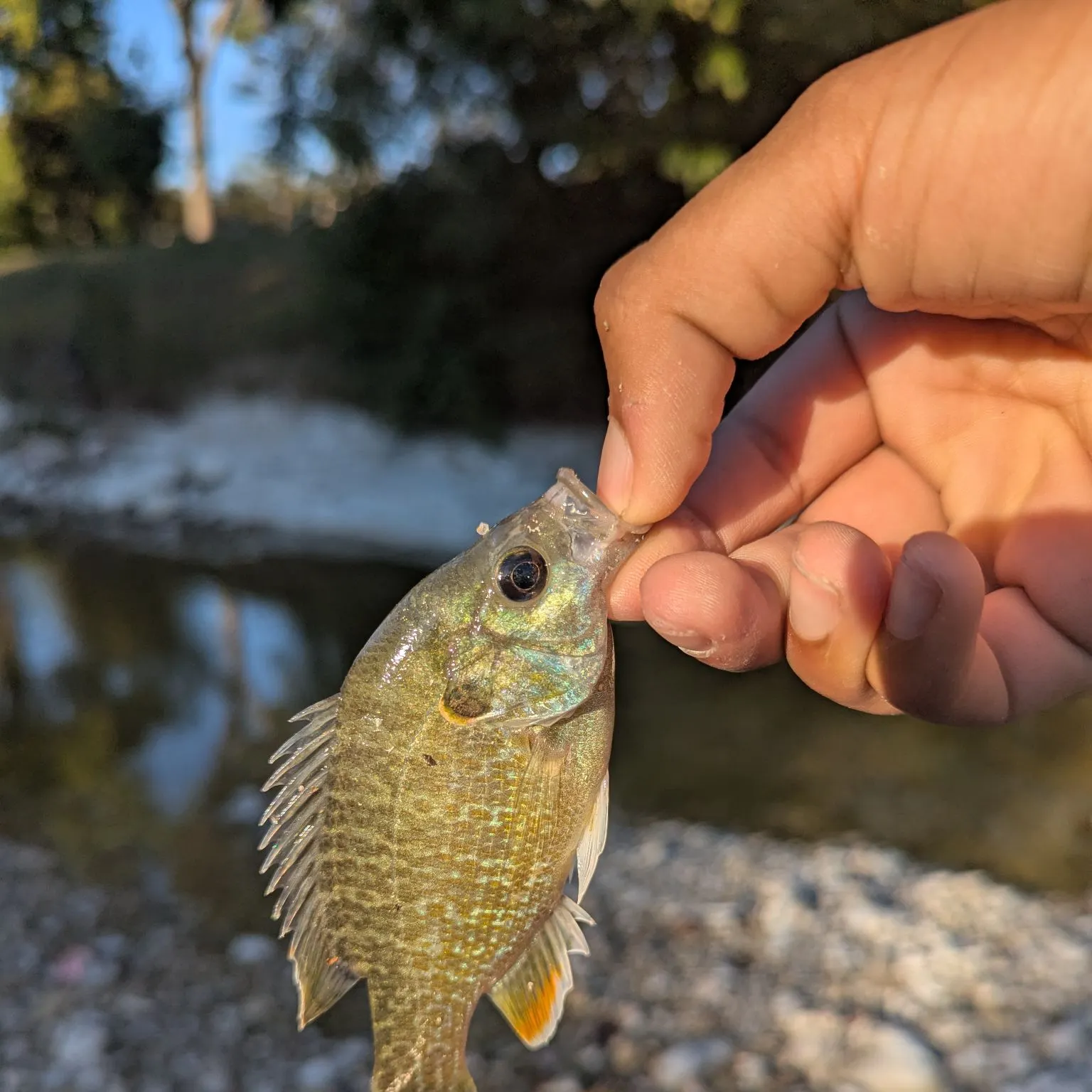 Bluegill caught on Fishbrain
