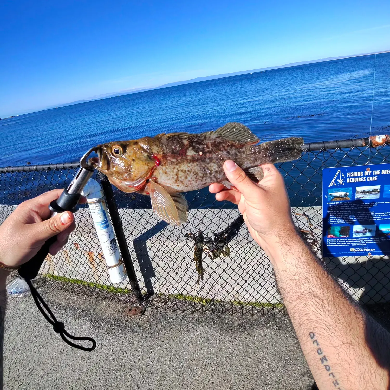 The most recent Kelp rockfish catches on Fishbrain