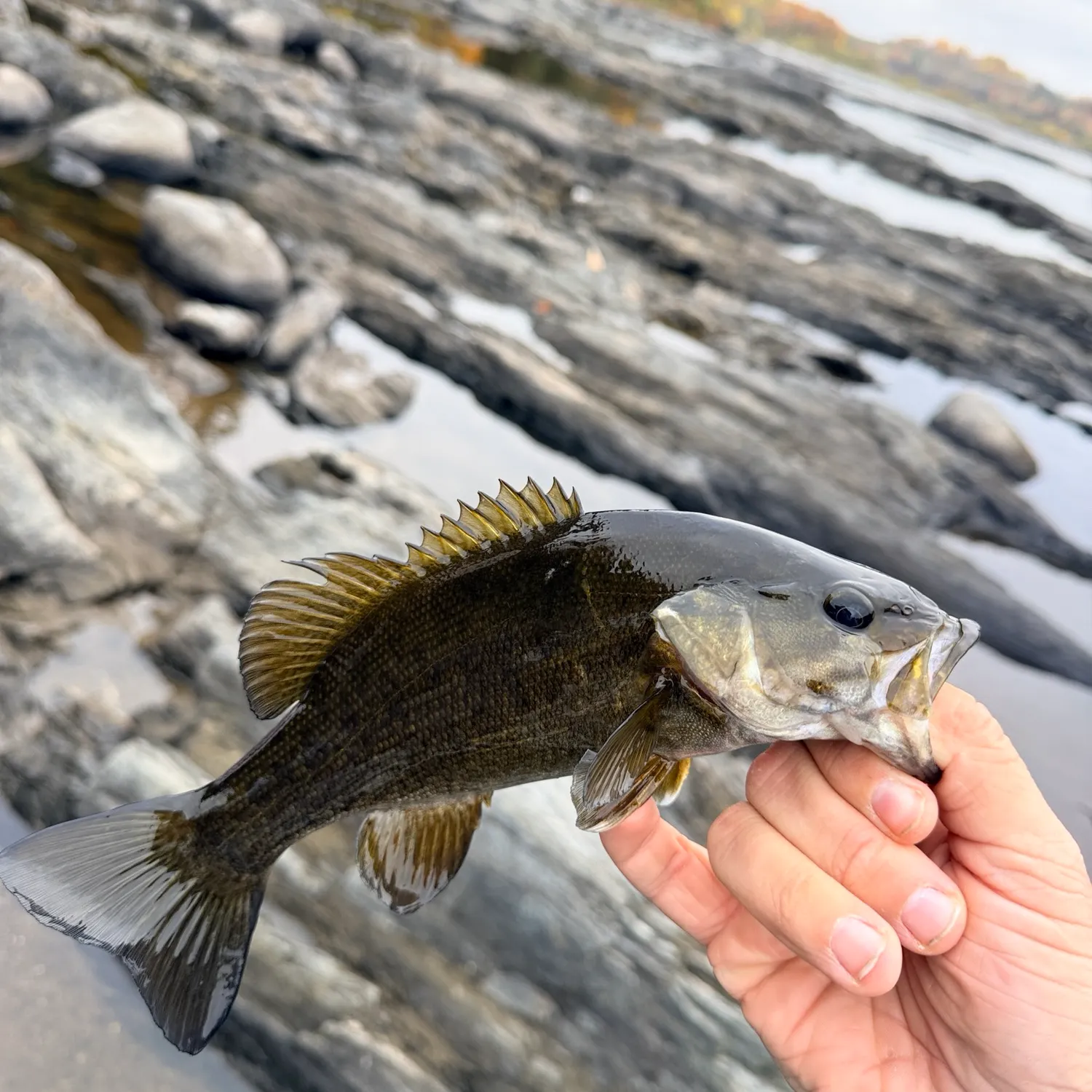 Smallmouth bass caught on Fishbrain