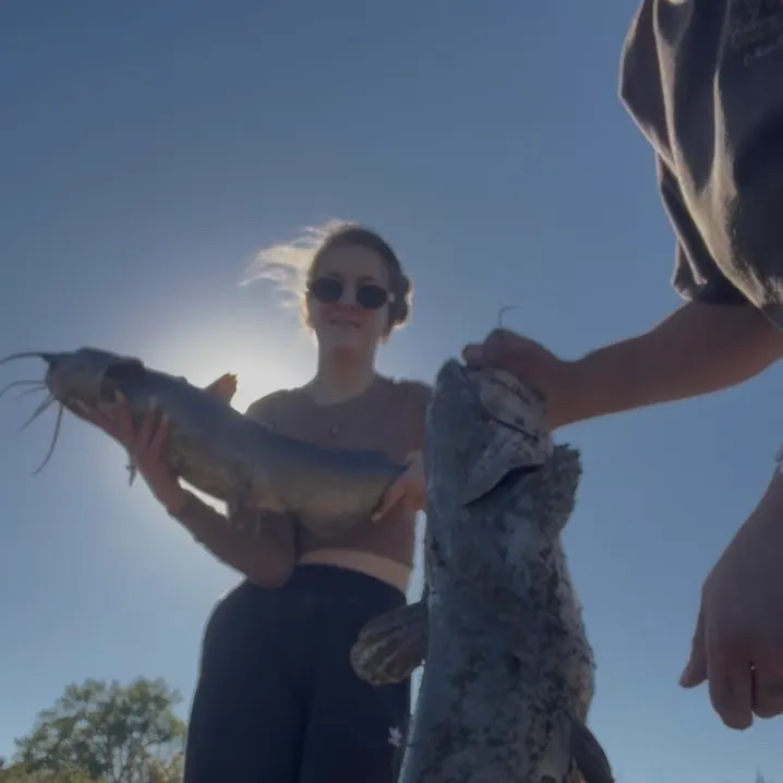 Channel catfish caught on Fishbrain