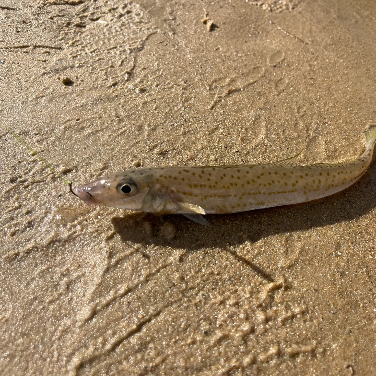 The most recent King George whiting catches on Fishbrain