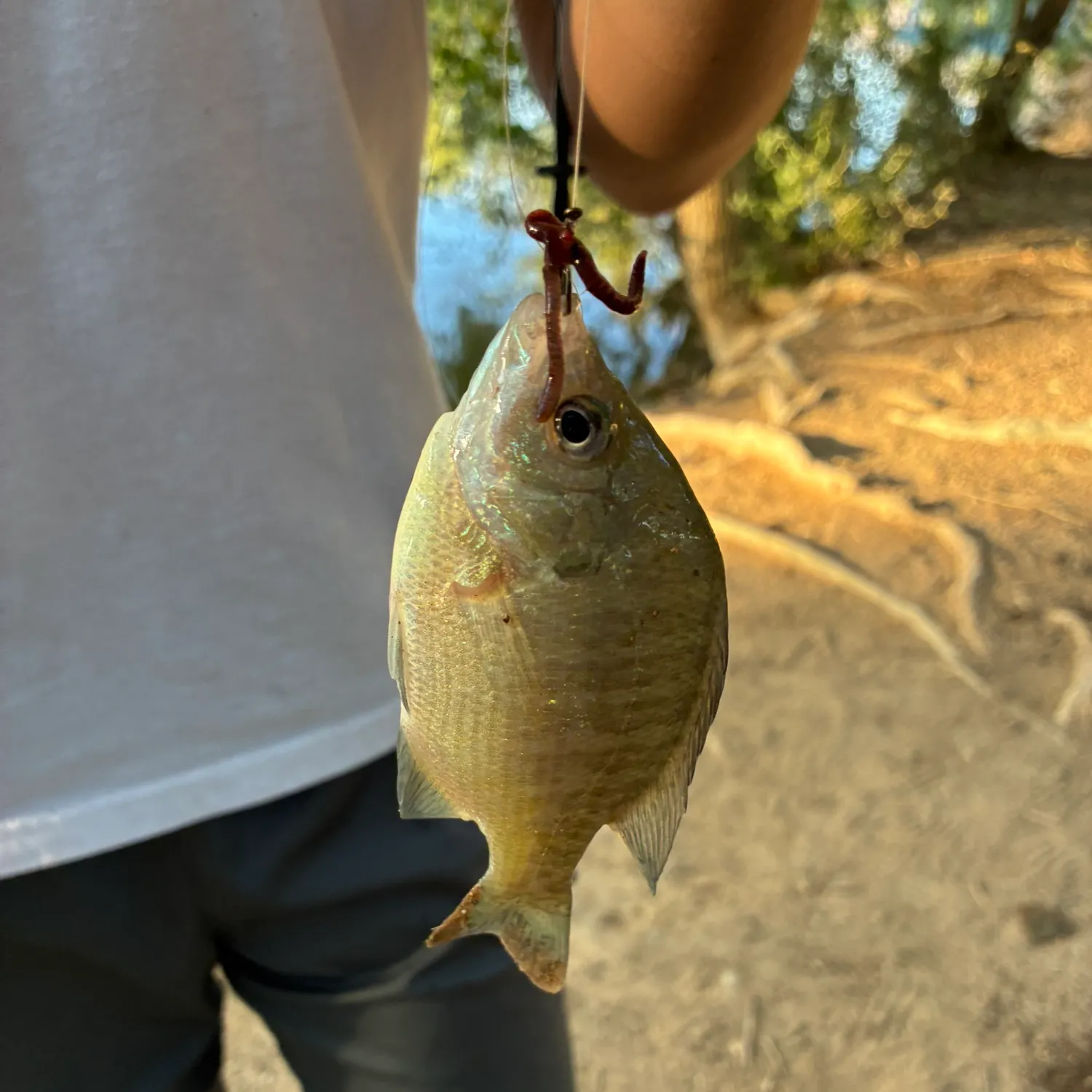 Green sunfish caught on Fishbrain