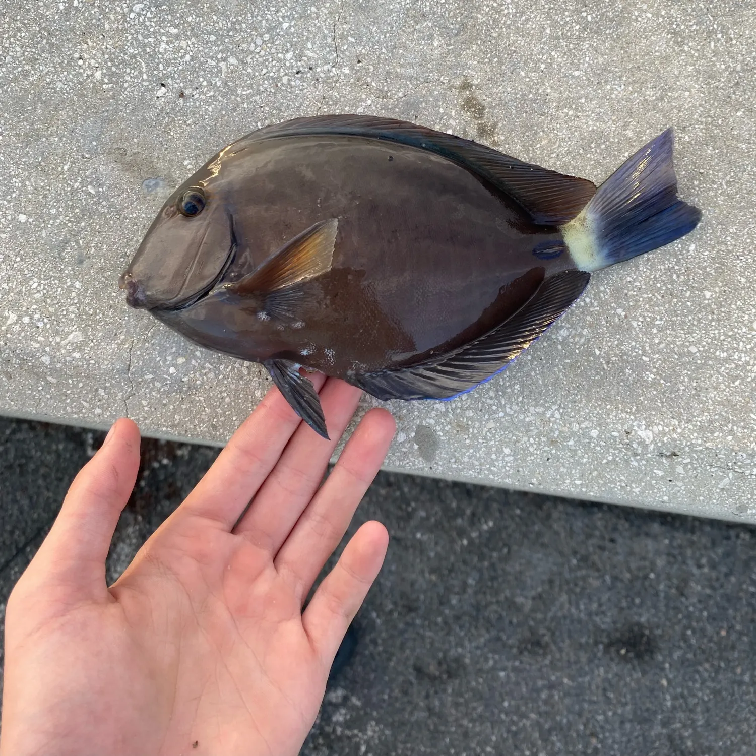 The most recent Doctorfish catches on Fishbrain