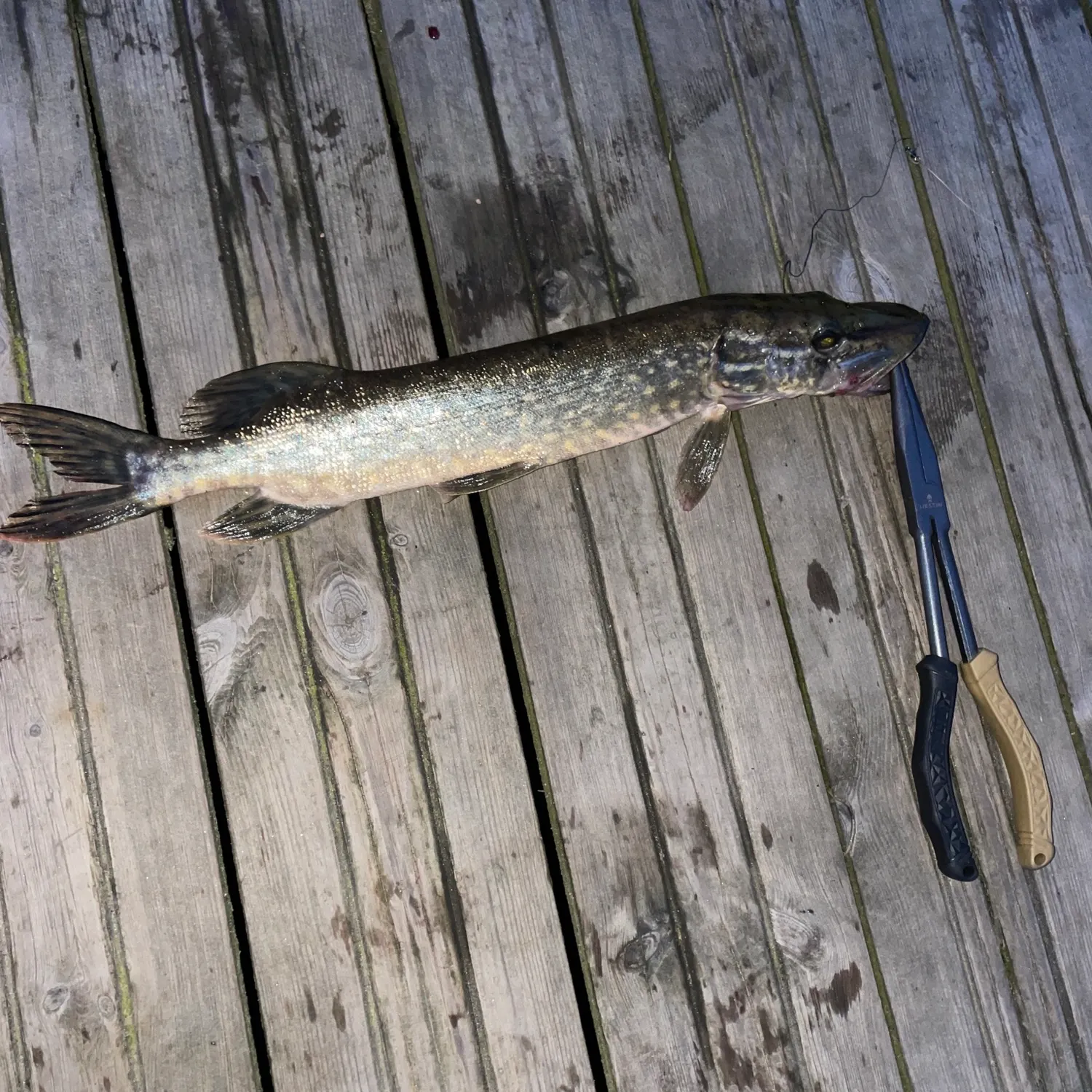 Fish caught on Fishbrain