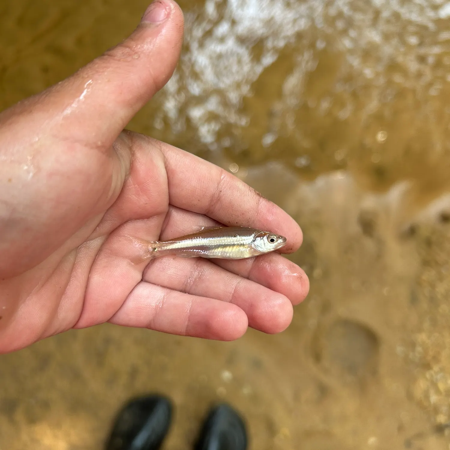 The most recent Rough shiner catches on Fishbrain