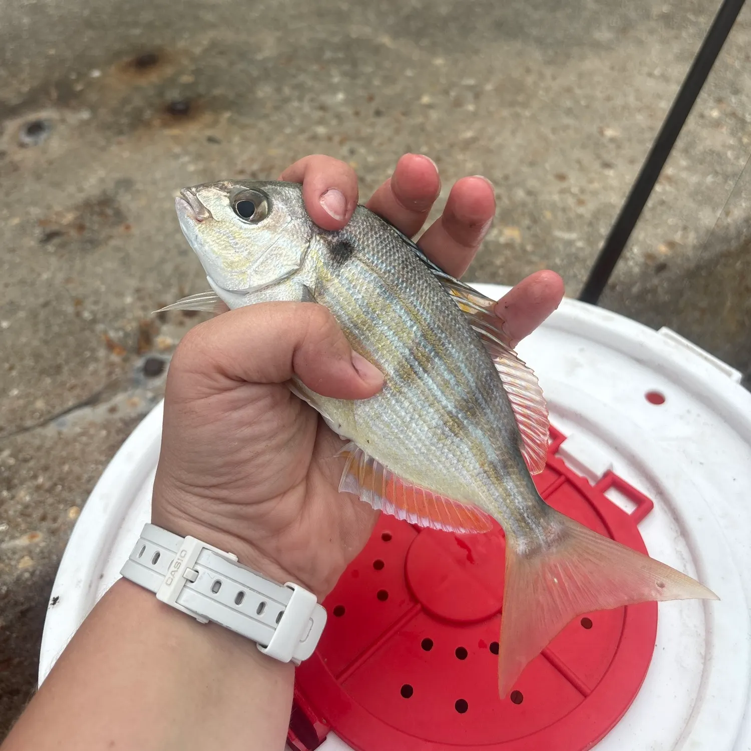 catch