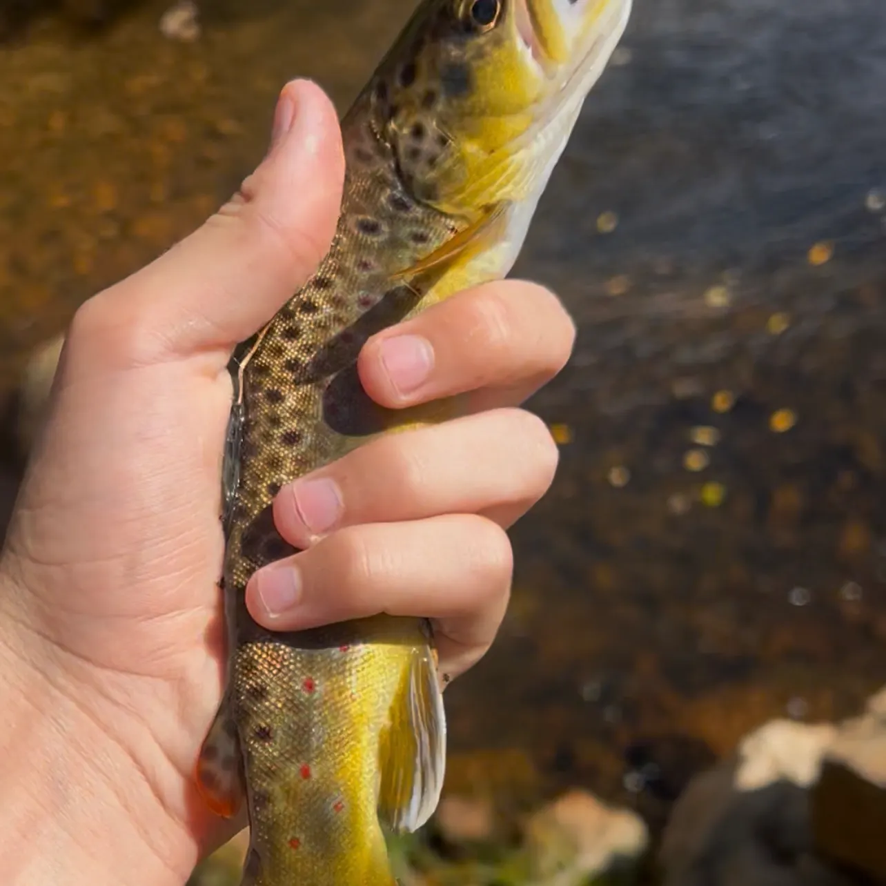 Fish caught on Fishbrain