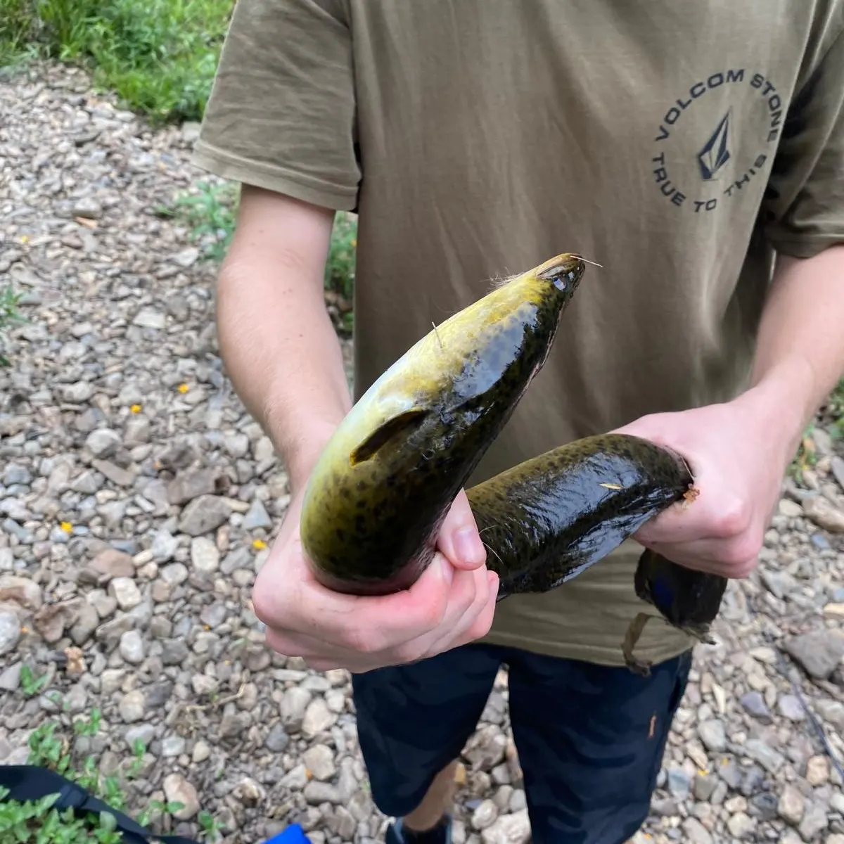 The most recent Giant mottled eel catches on Fishbrain