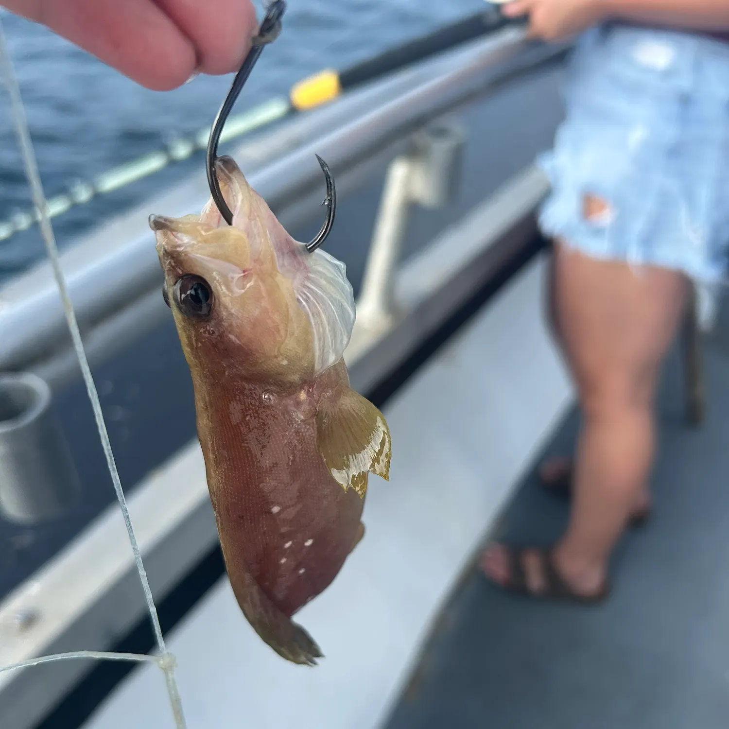 The most recent Whitespotted soapfish catches on Fishbrain