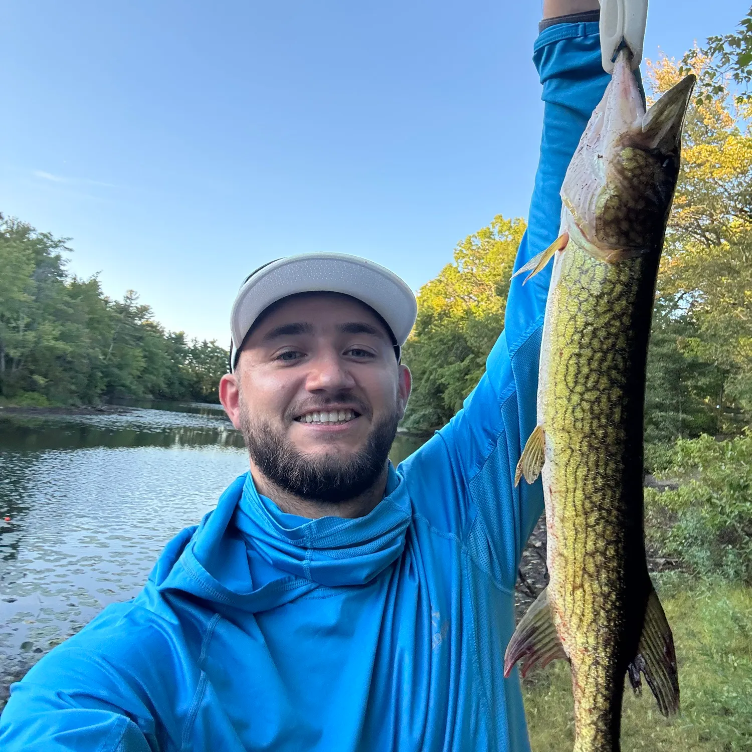 Chain pickerel caught on Fishbrain