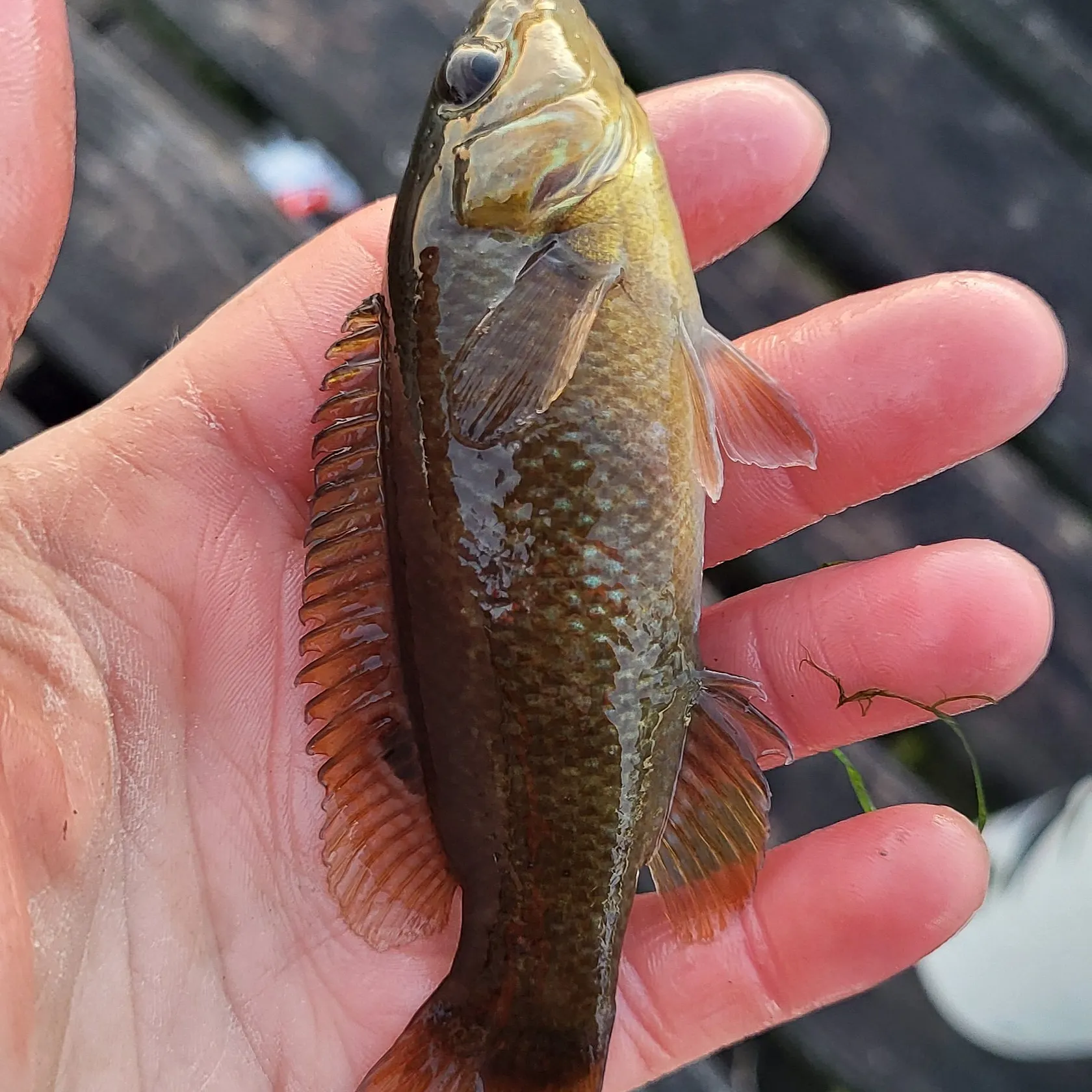 Fish caught on Fishbrain
