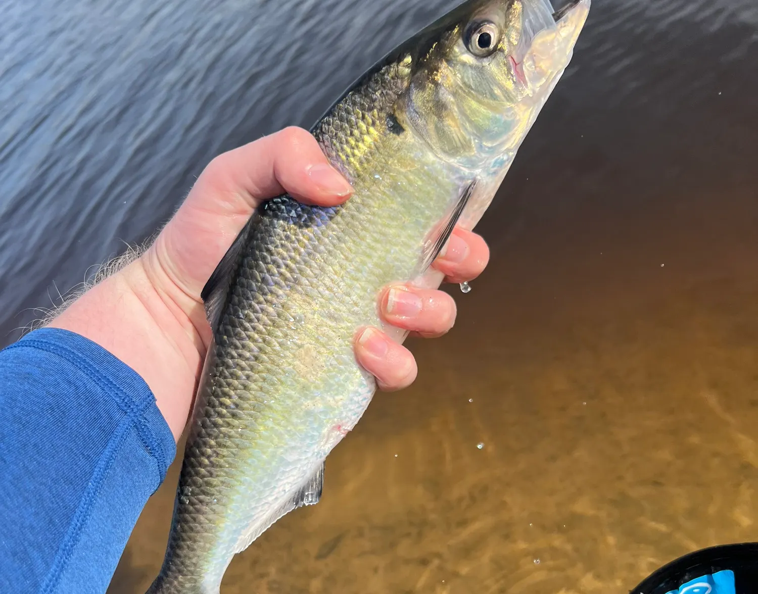 American shad