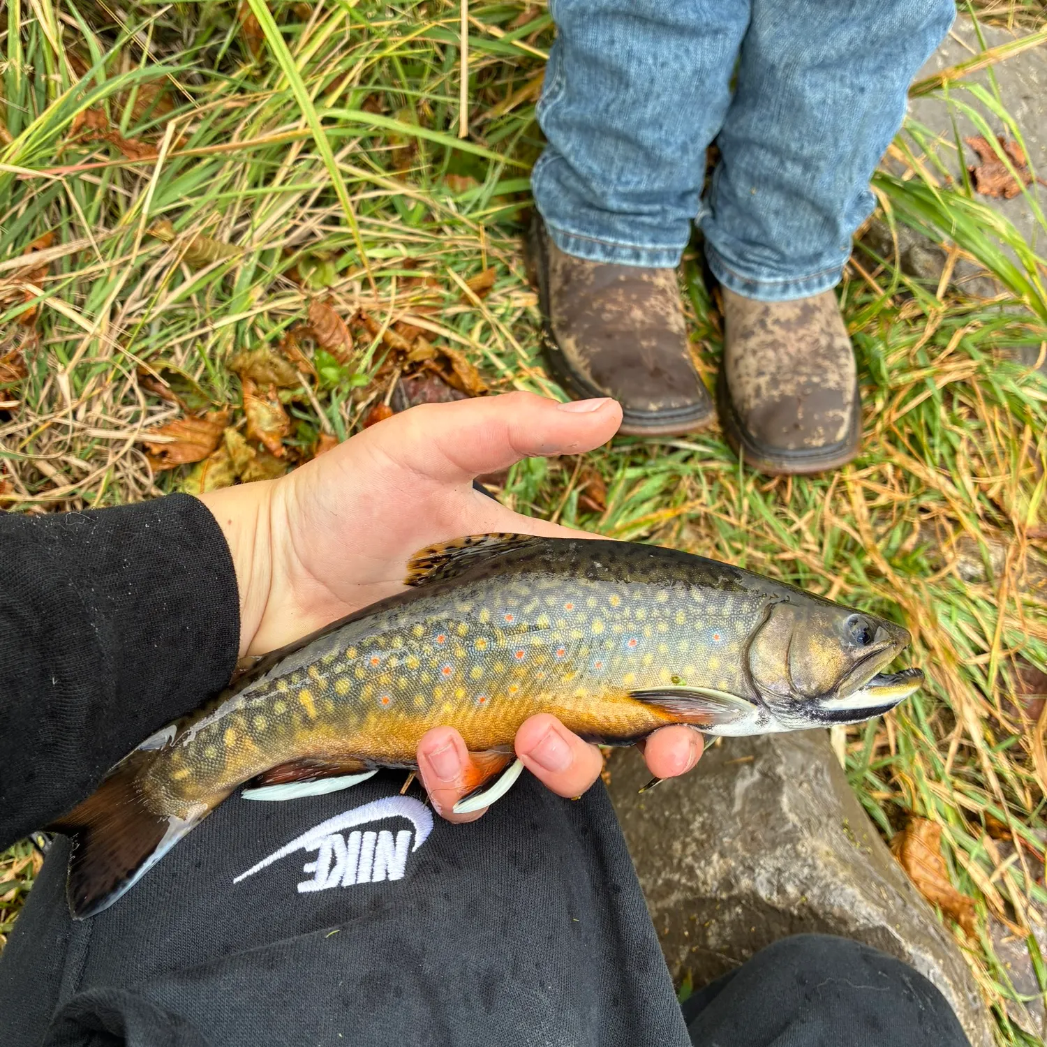 Brook trout caught on Fishbrain