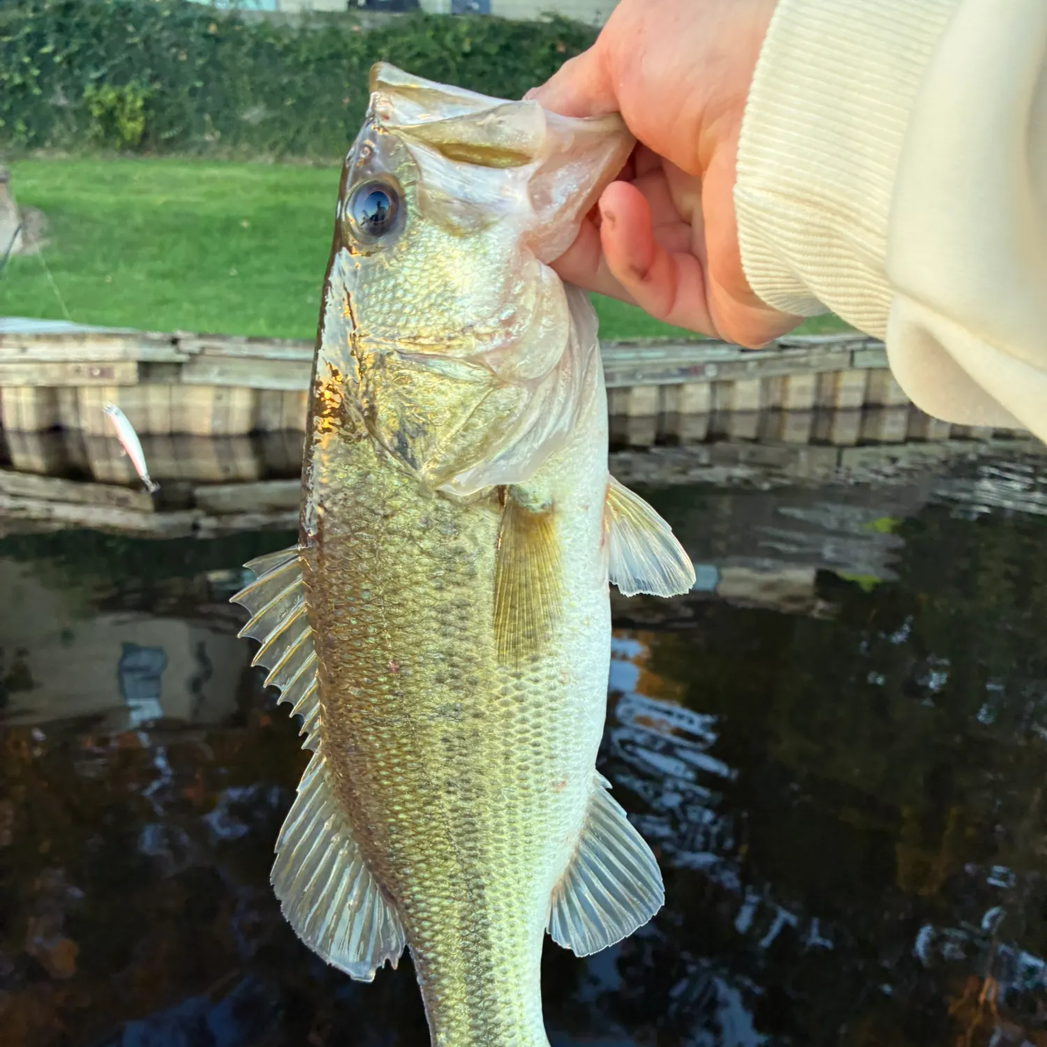 Largemouth bass caught on Fishbrain