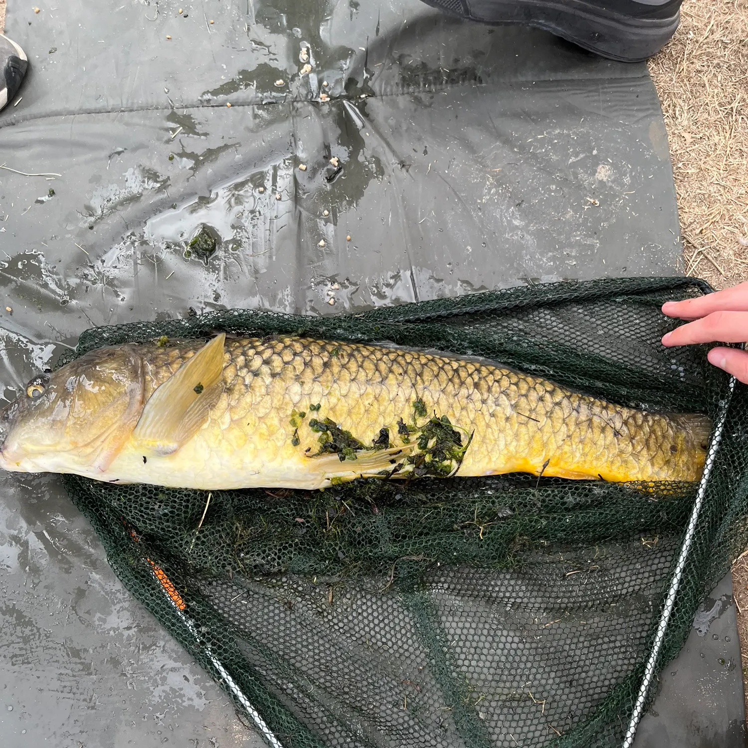 European flounder caught on Fishbrain