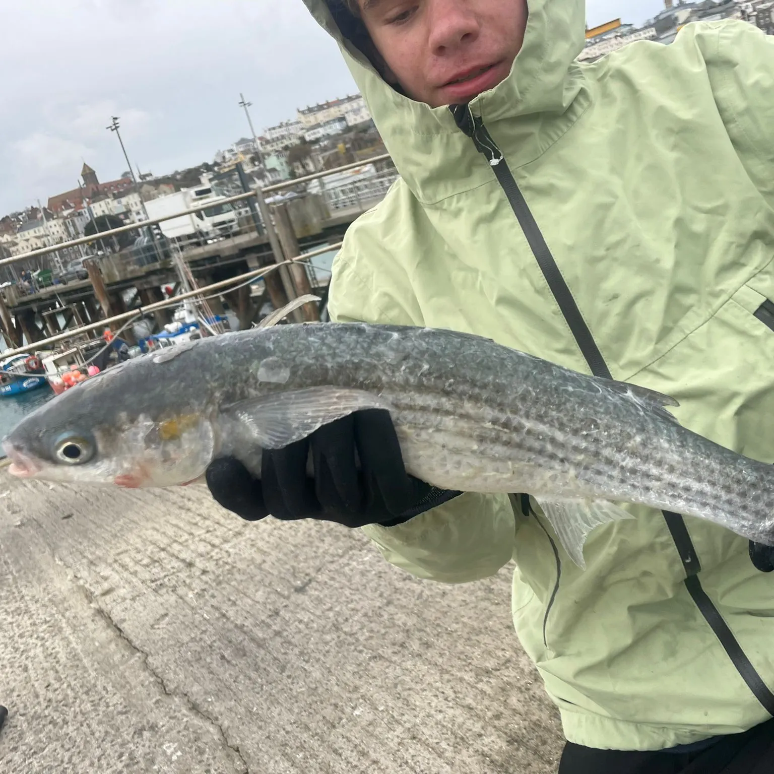 The most recent Thinlip grey mullet catches on Fishbrain