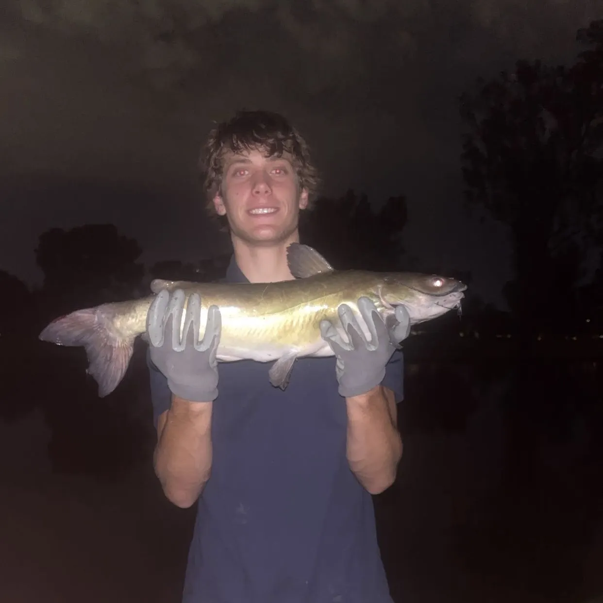 Channel catfish caught on Fishbrain