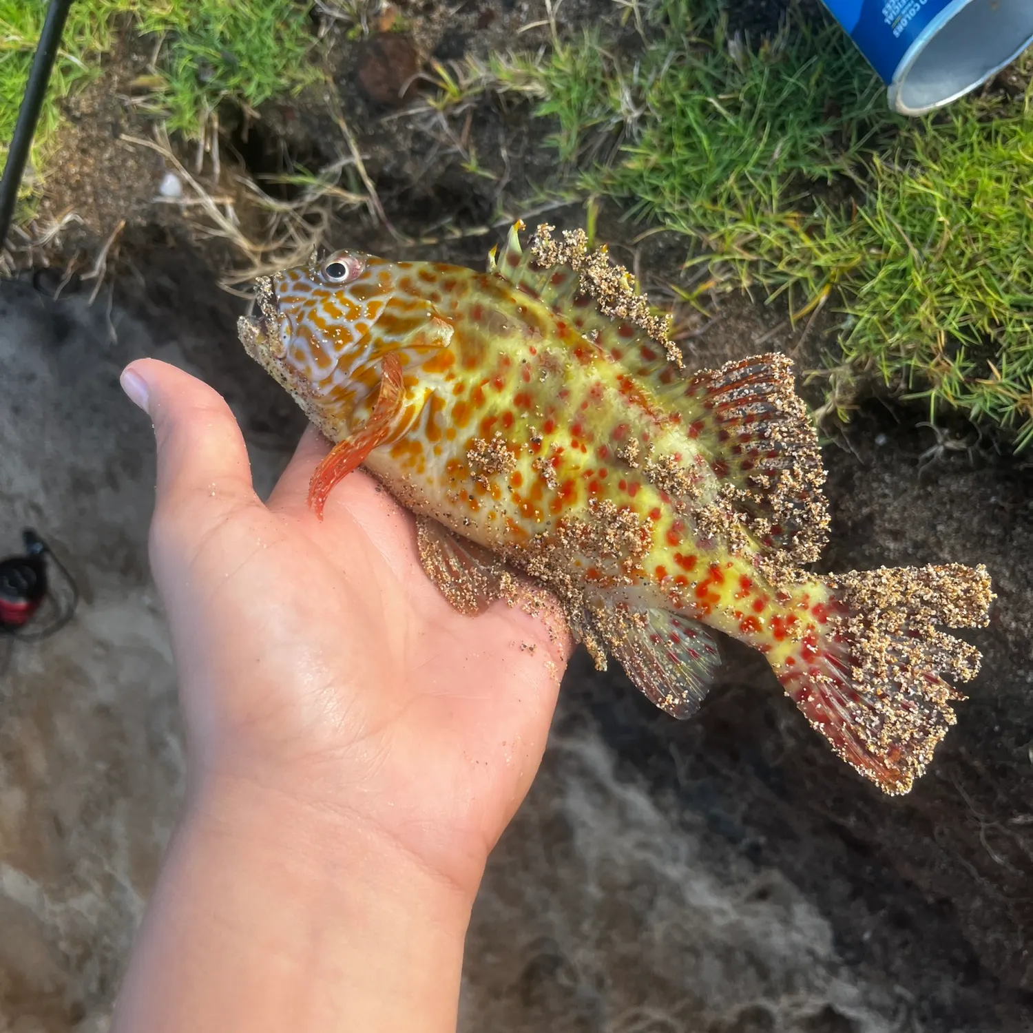 The most recent Stocky hawkfish catches on Fishbrain
