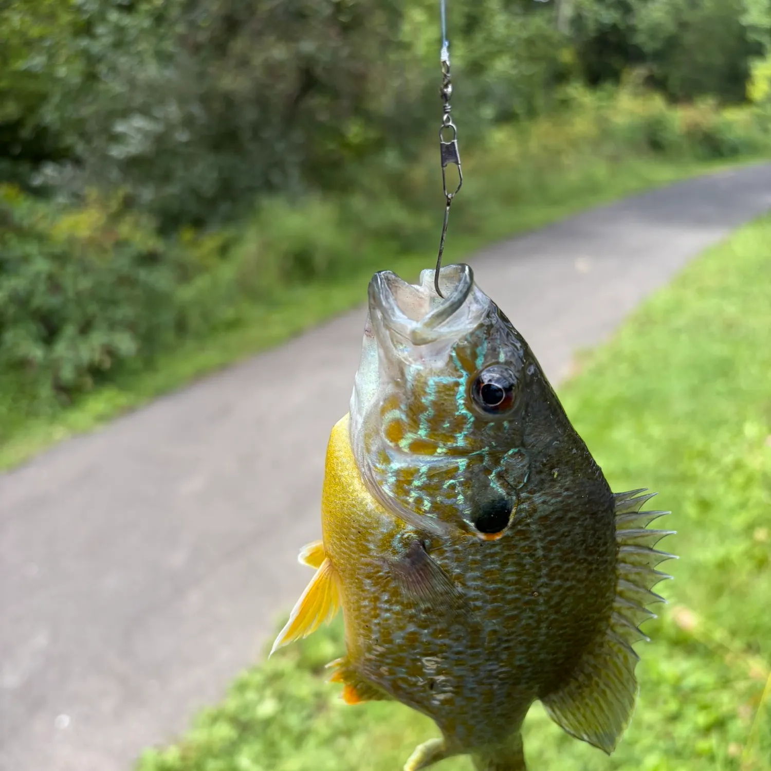 Greengill hybrid caught on Fishbrain