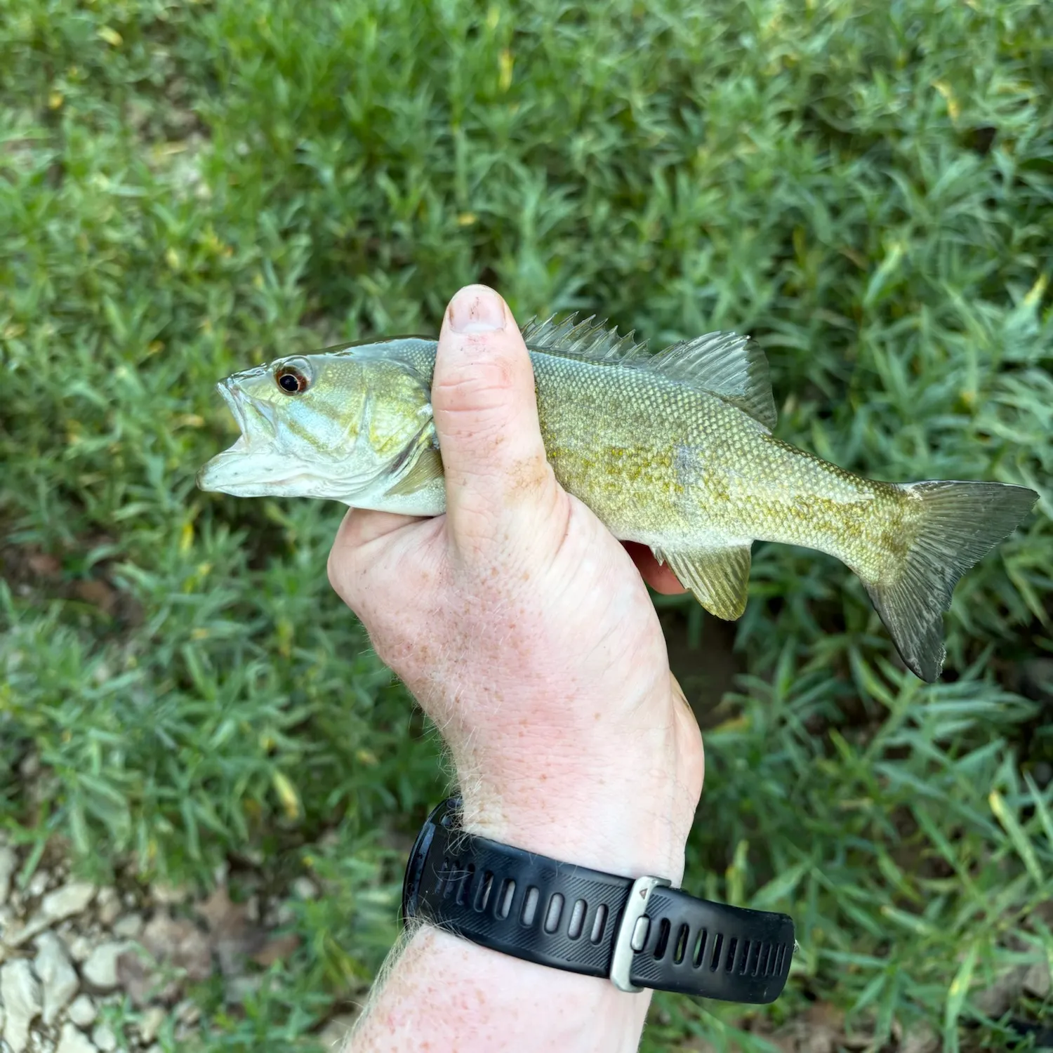 Smallmouth bass caught on Fishbrain